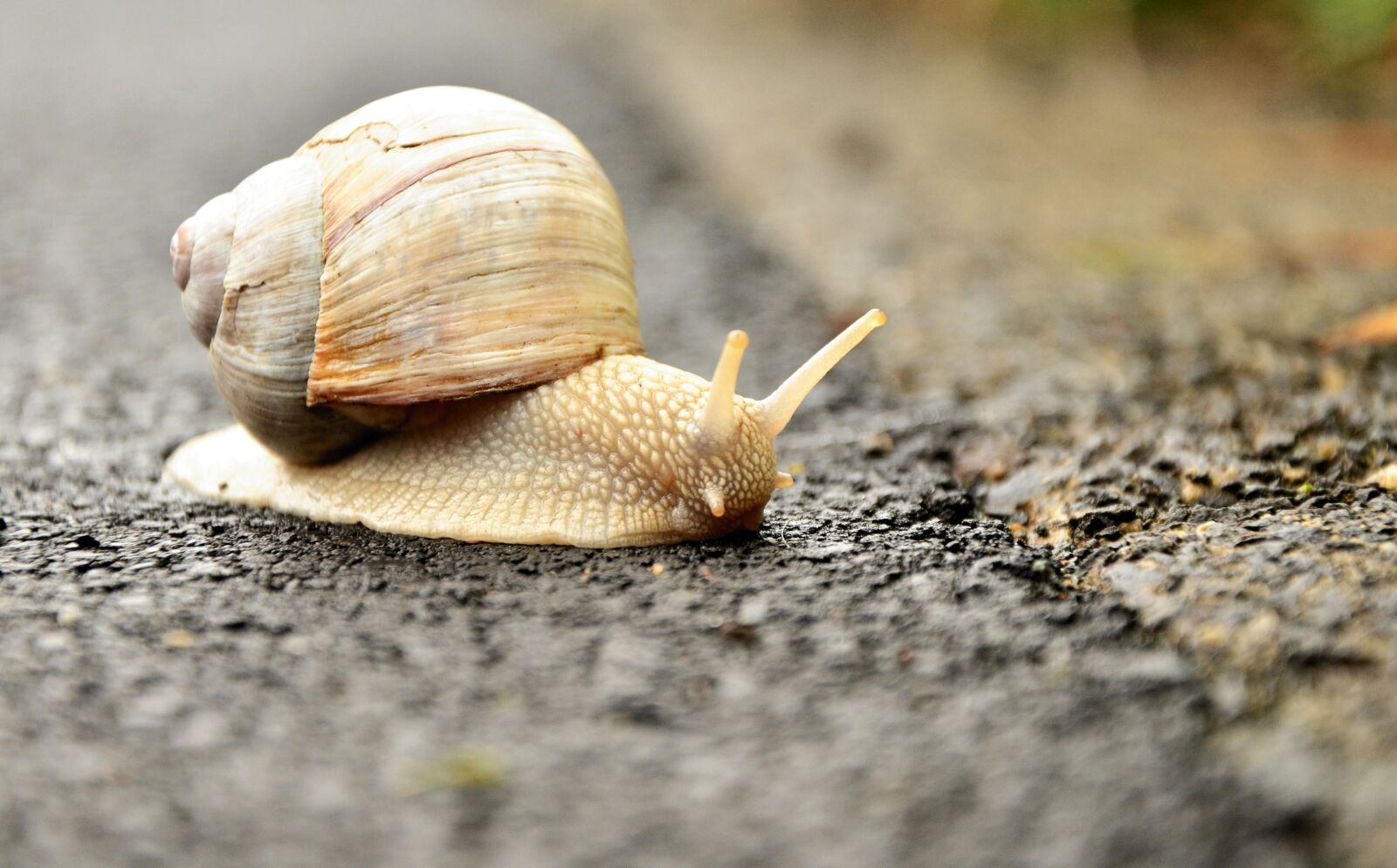 Nikon D5100 sample photo. Snail, white snail, shell photography