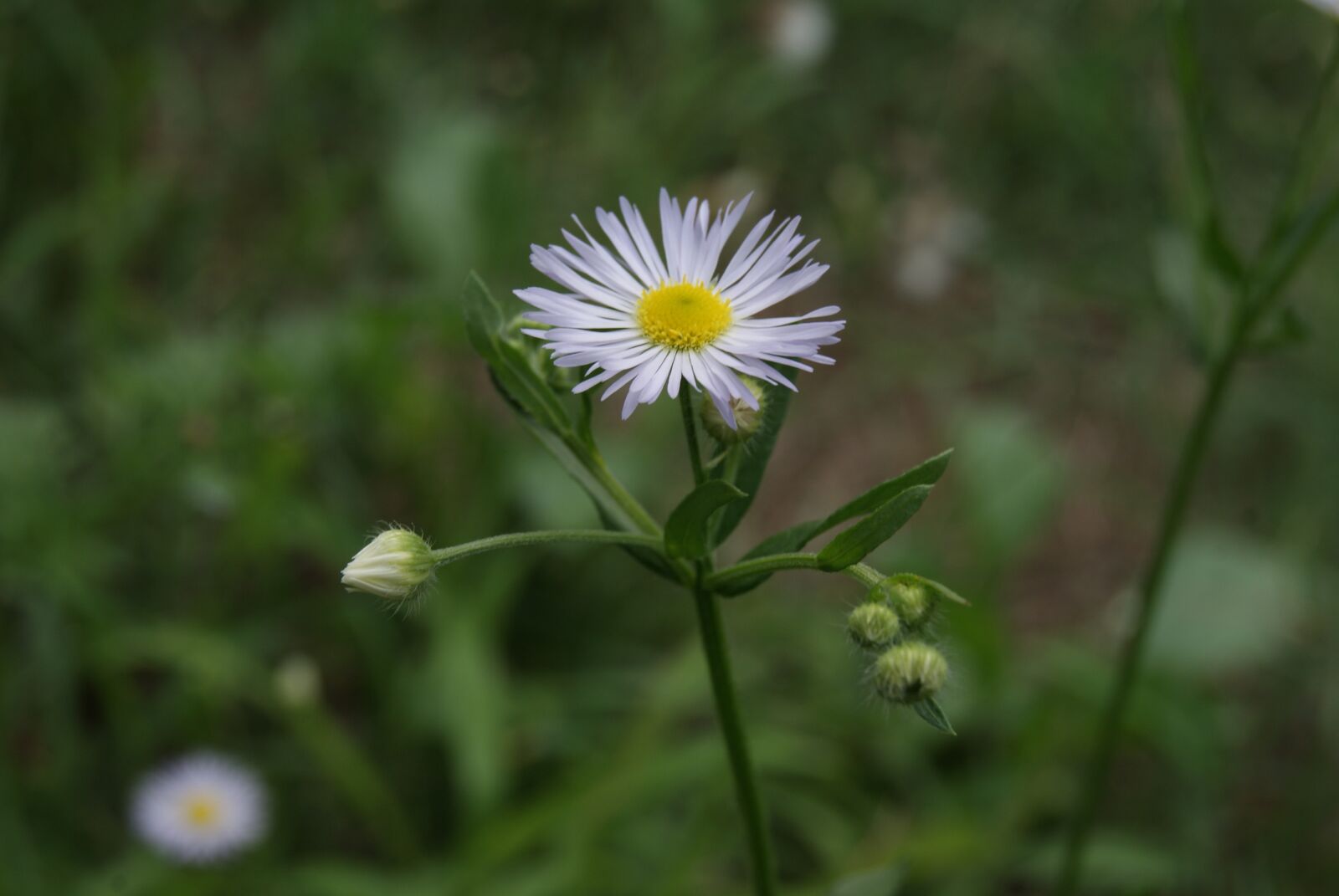 Sony Alpha DSLR-A230 sample photo. Flower, nature, white photography