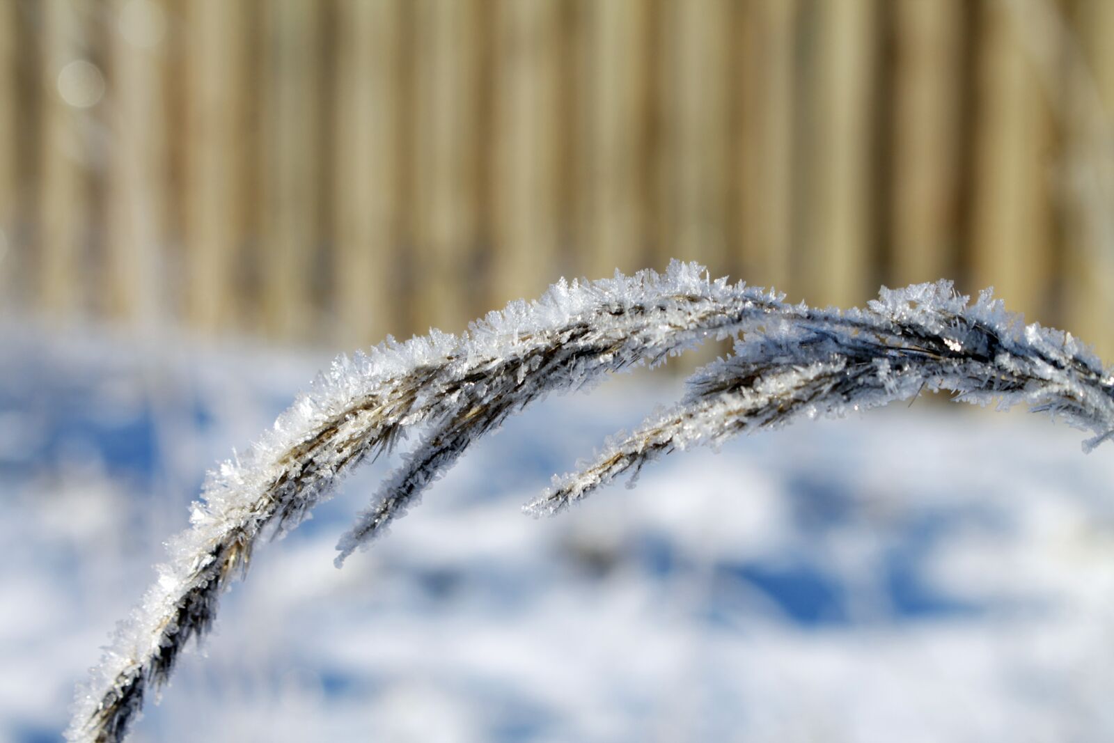 Canon EOS 1100D (EOS Rebel T3 / EOS Kiss X50) sample photo. Winter, snow, nature photography