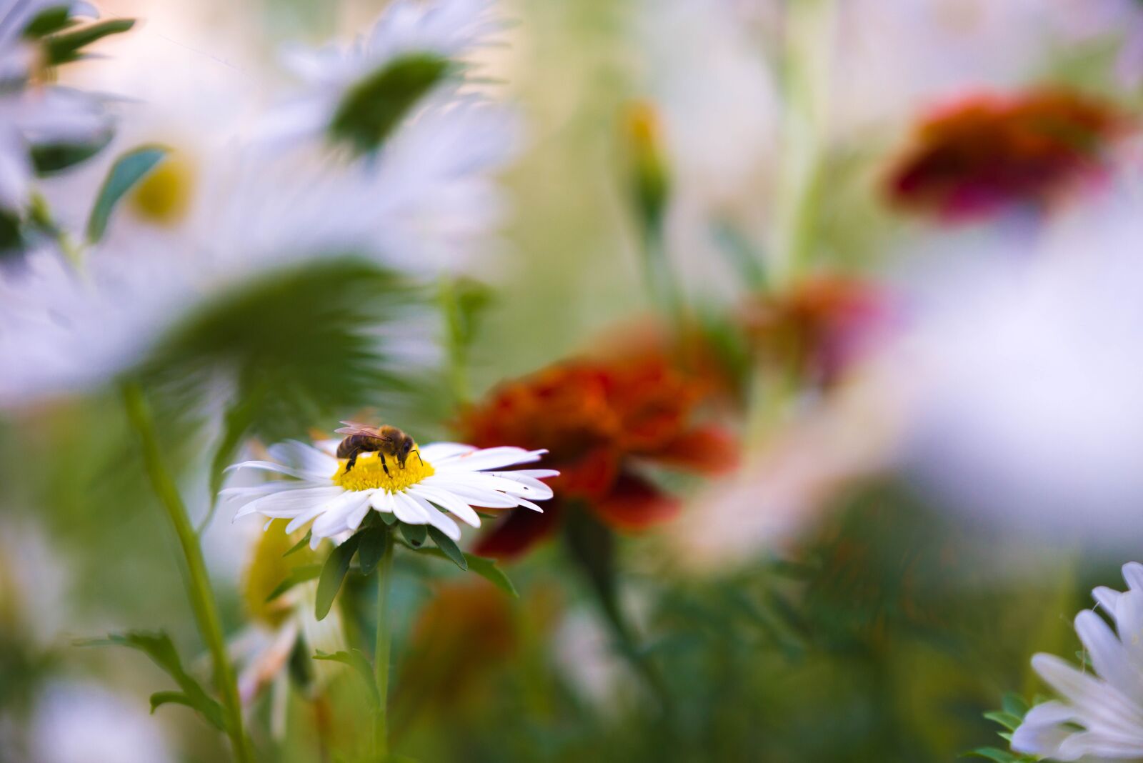 Nikon D610 sample photo. Pollination, honeybee, daisy photography