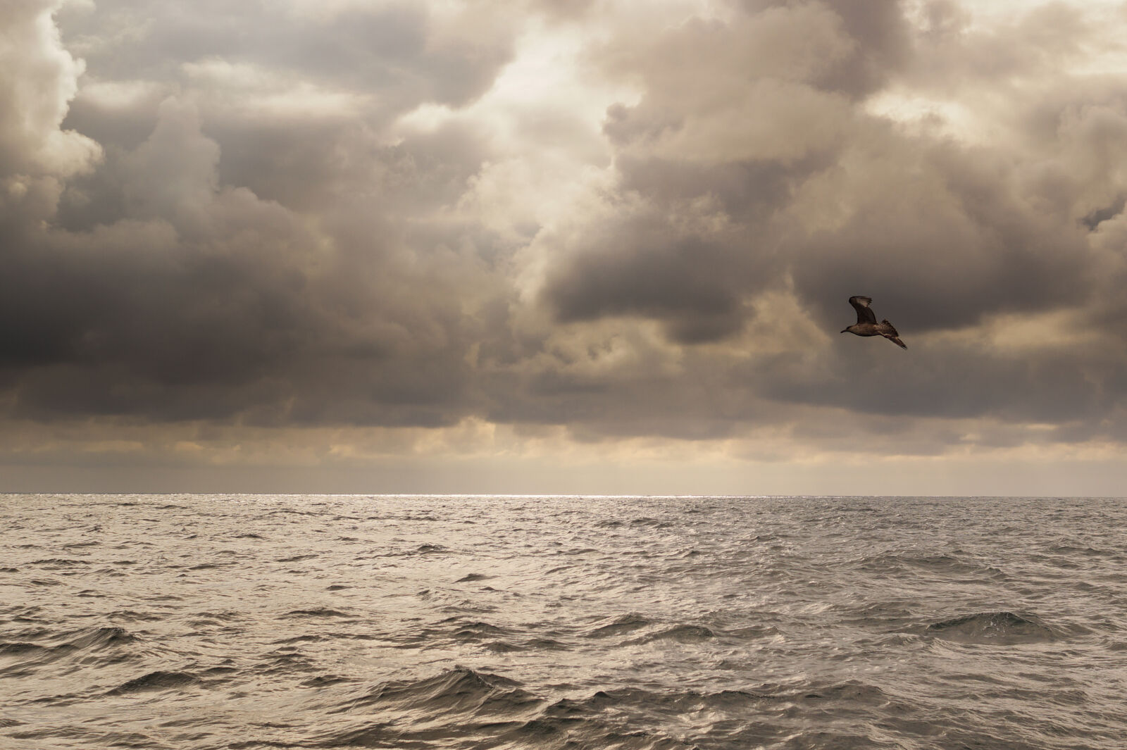 Sony SLT-A58 + Sony DT 35mm F1.8 SAM sample photo. Bird, boat, sea, seagull photography