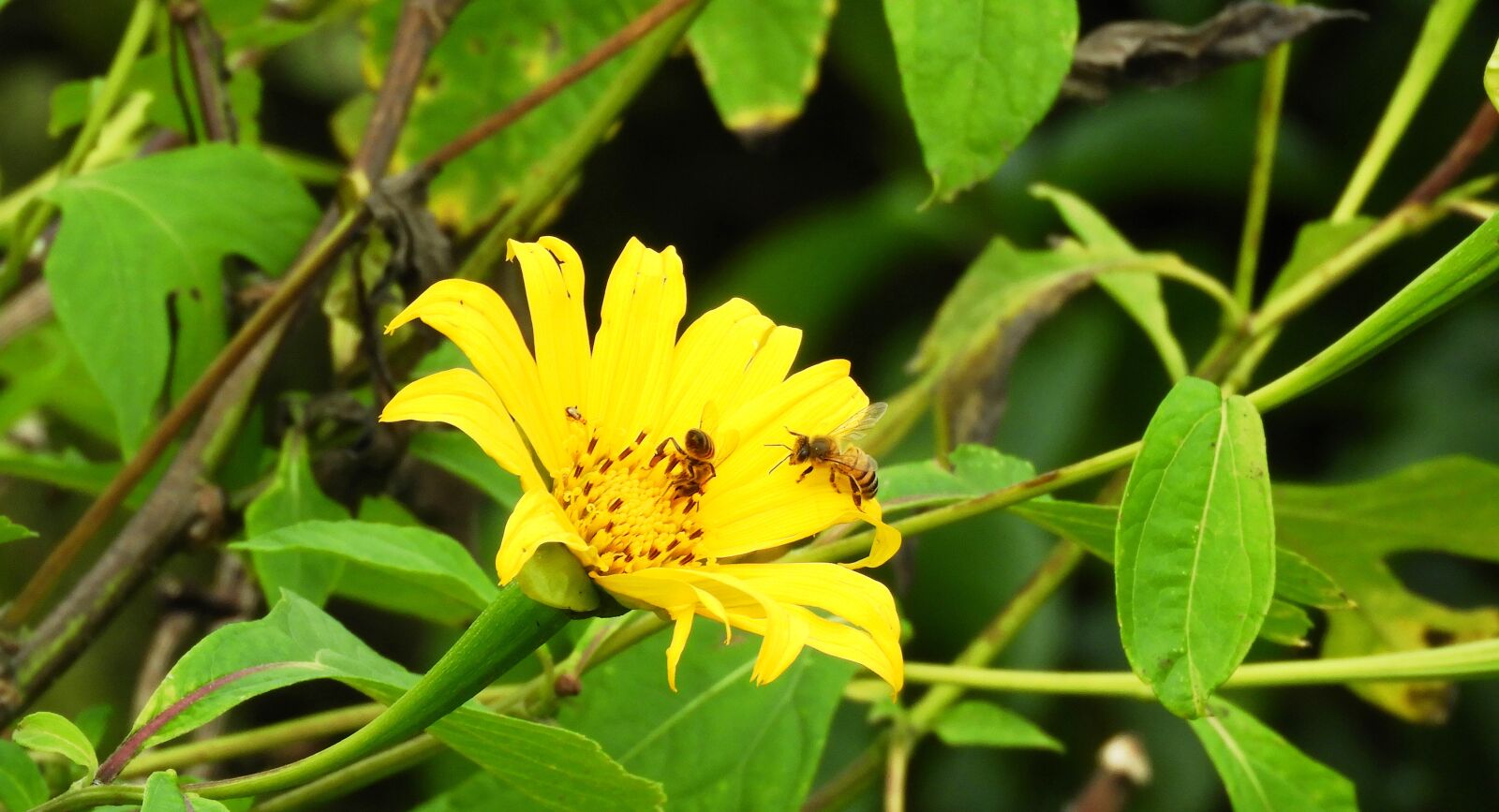 Nikon Coolpix B700 sample photo. Nature, plant, summer photography