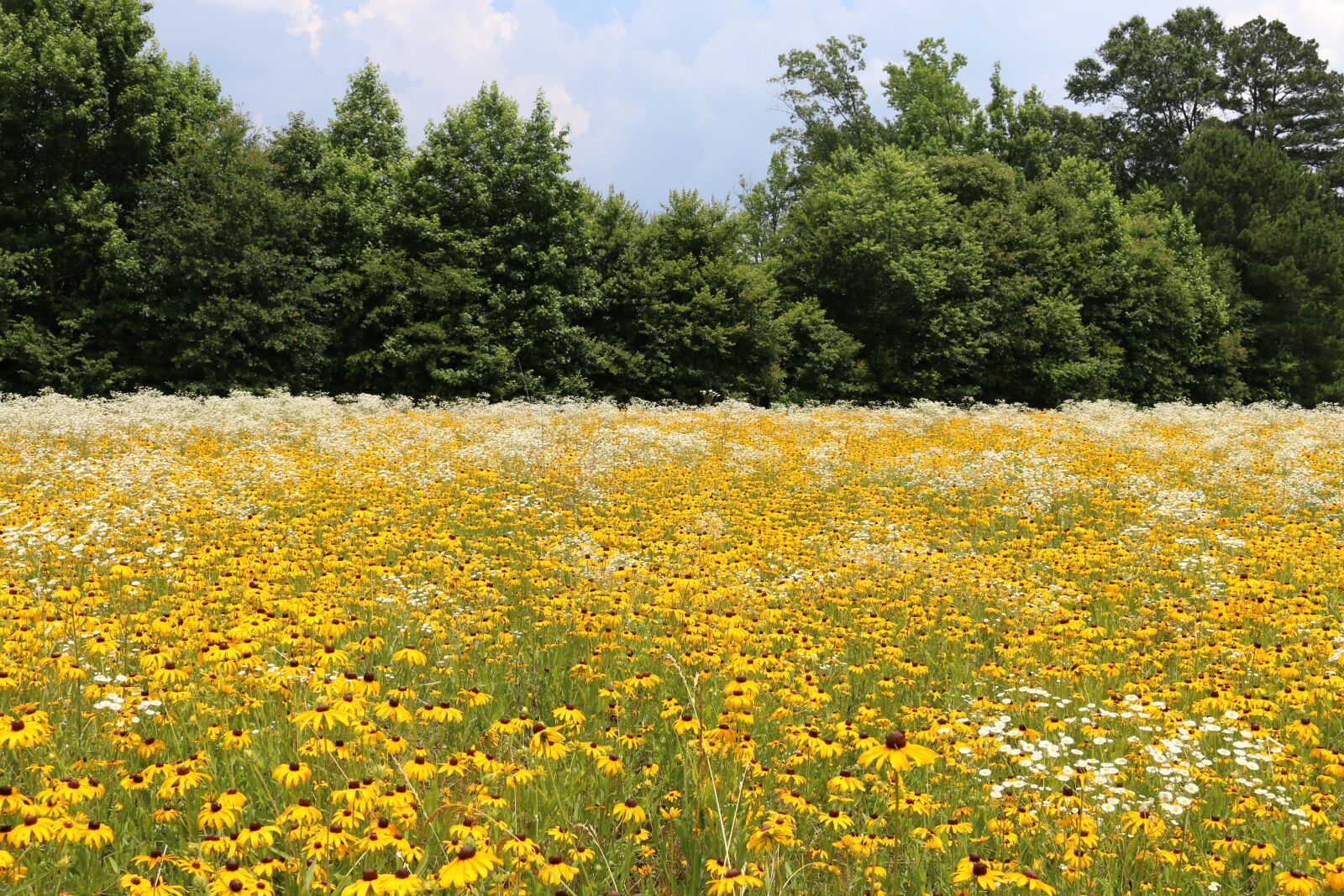 Canon EOS 70D sample photo. Nature, landscape, hayfield photography