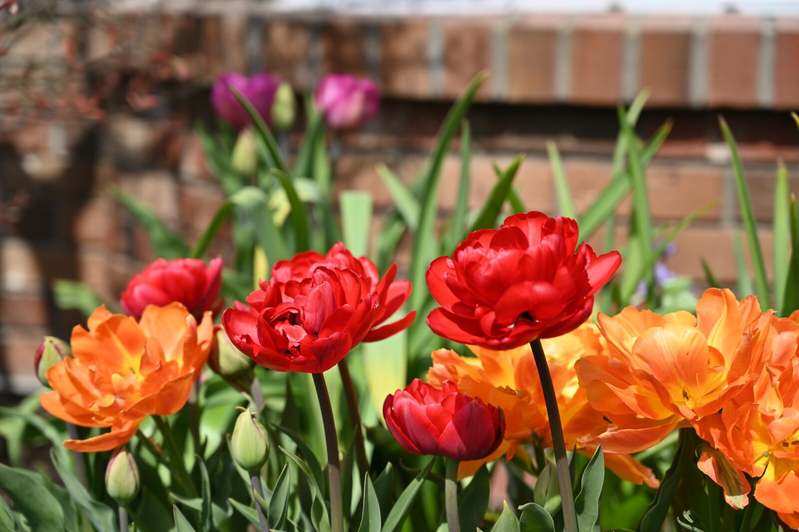 Nikon Z6 sample photo. Tulips, flowers, colorful flowers photography
