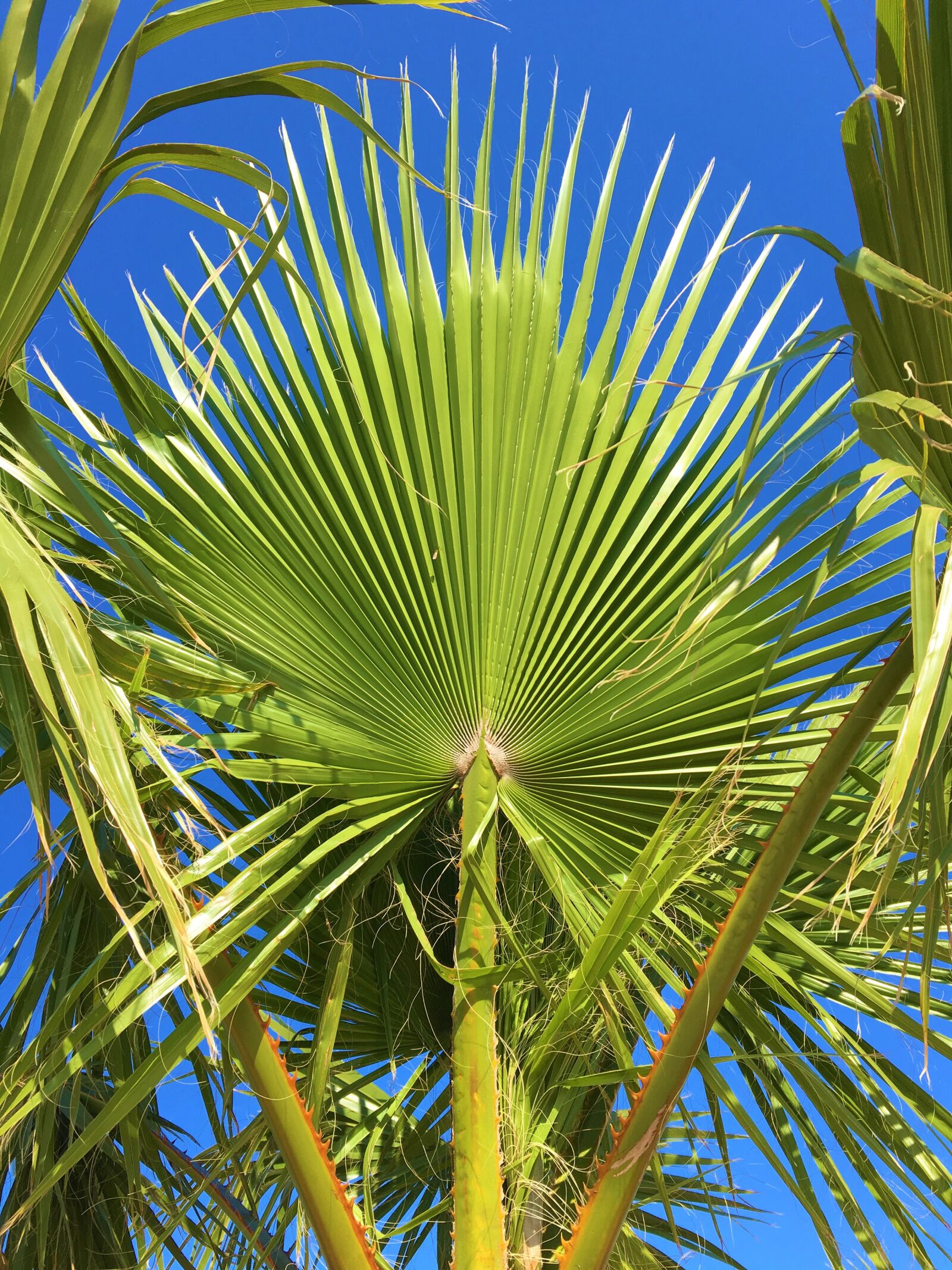 Apple iPhone 6s sample photo. Arecaceae, tropical, tree photography