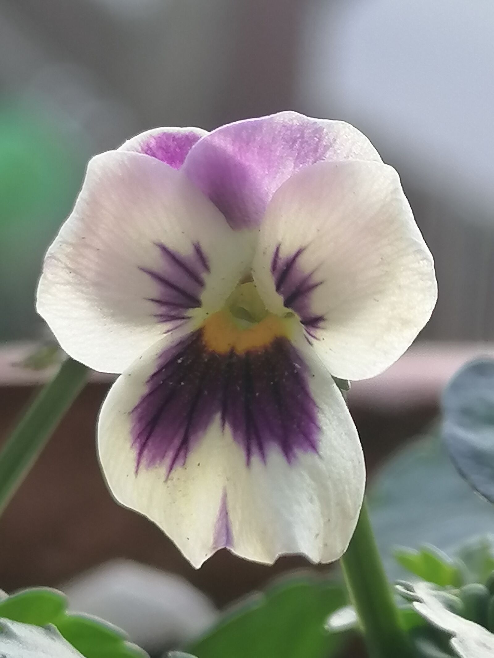 HUAWEI P30 LITE sample photo. Pansy, stepmother, flower photography
