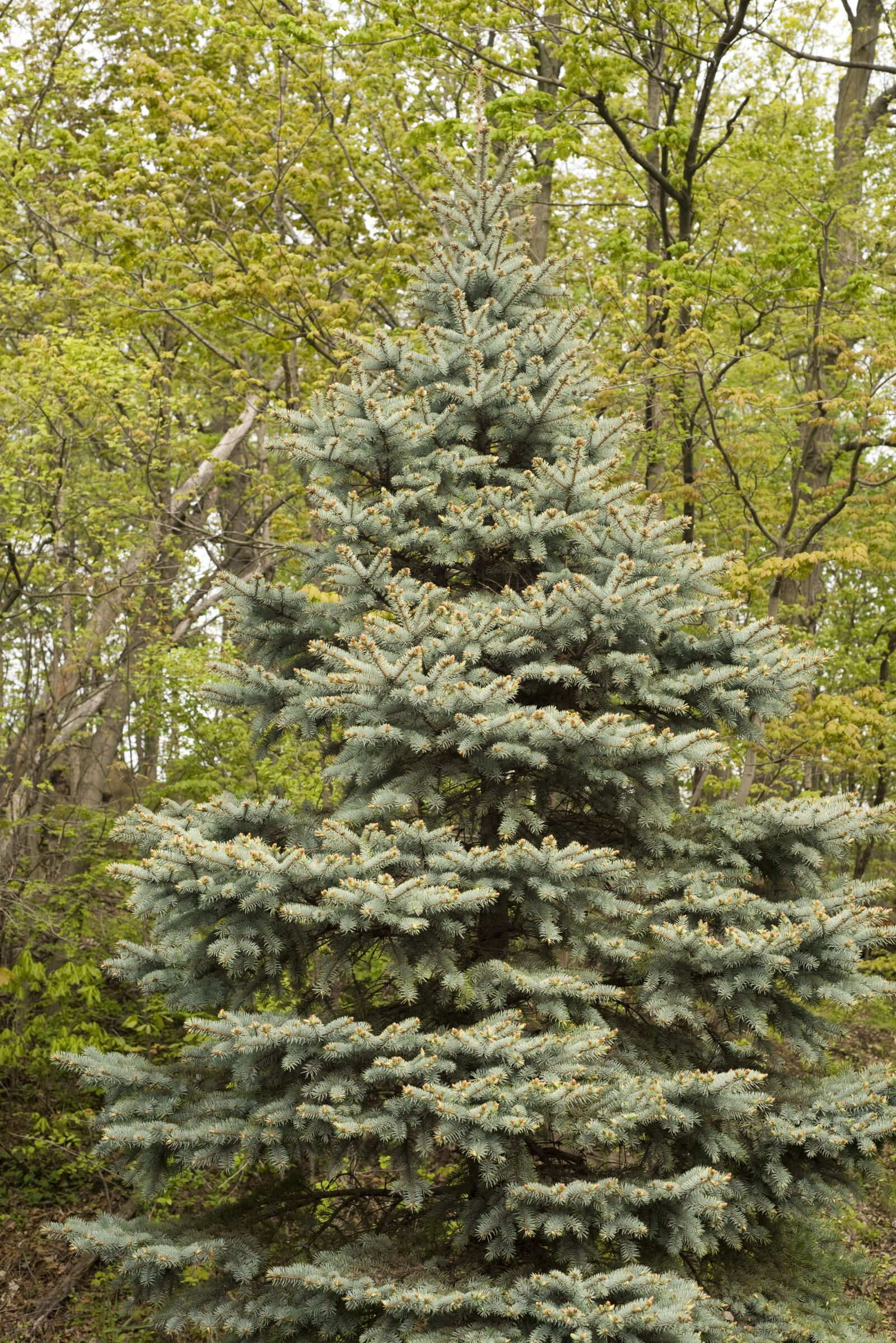 Nikon D610 + Nikon AF Nikkor 50mm F1.8D sample photo. Color, daylight, foliage, forest photography