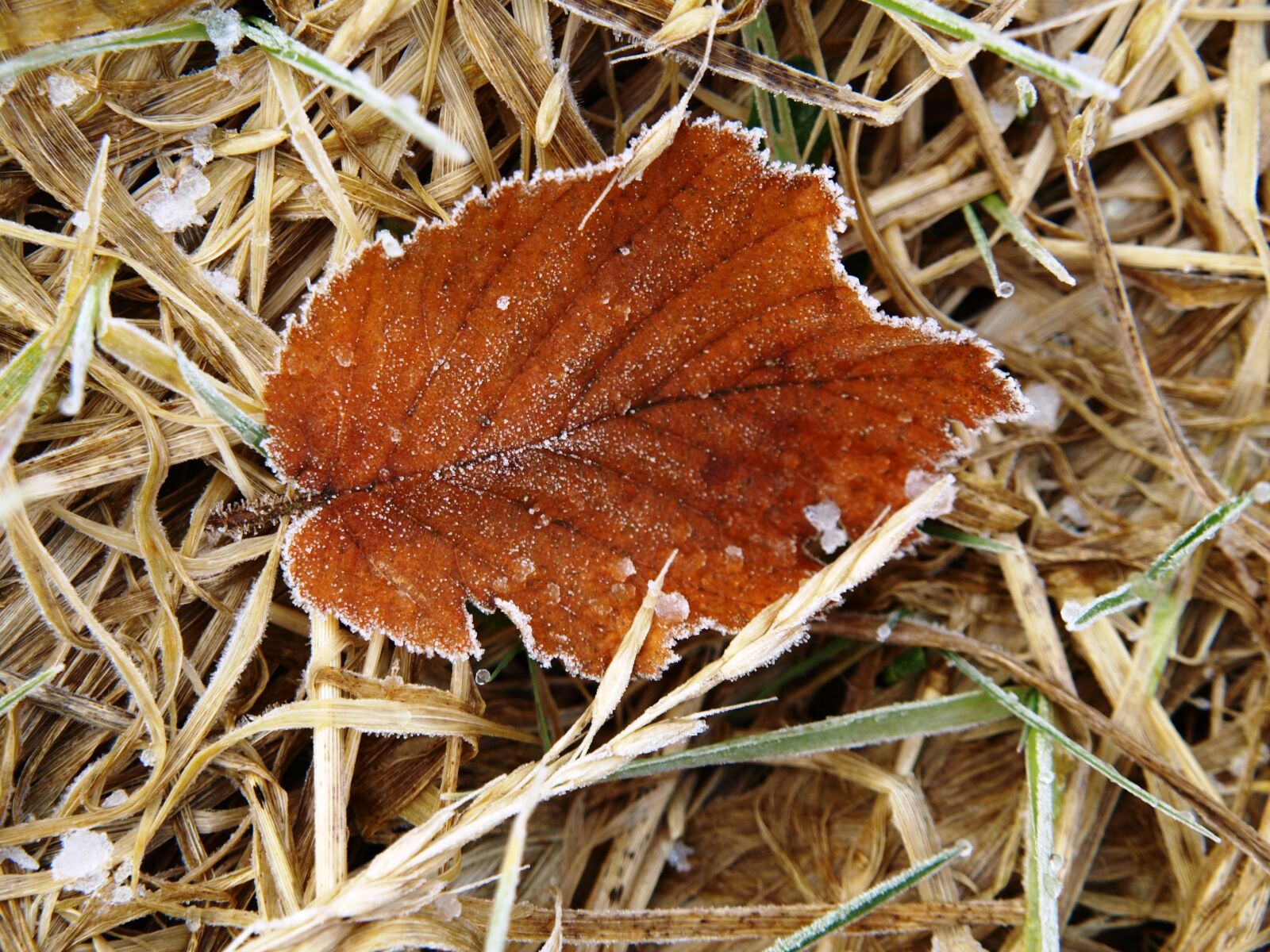 Olympus E-510 (EVOLT E-510) sample photo. Leaf, brown, frost photography