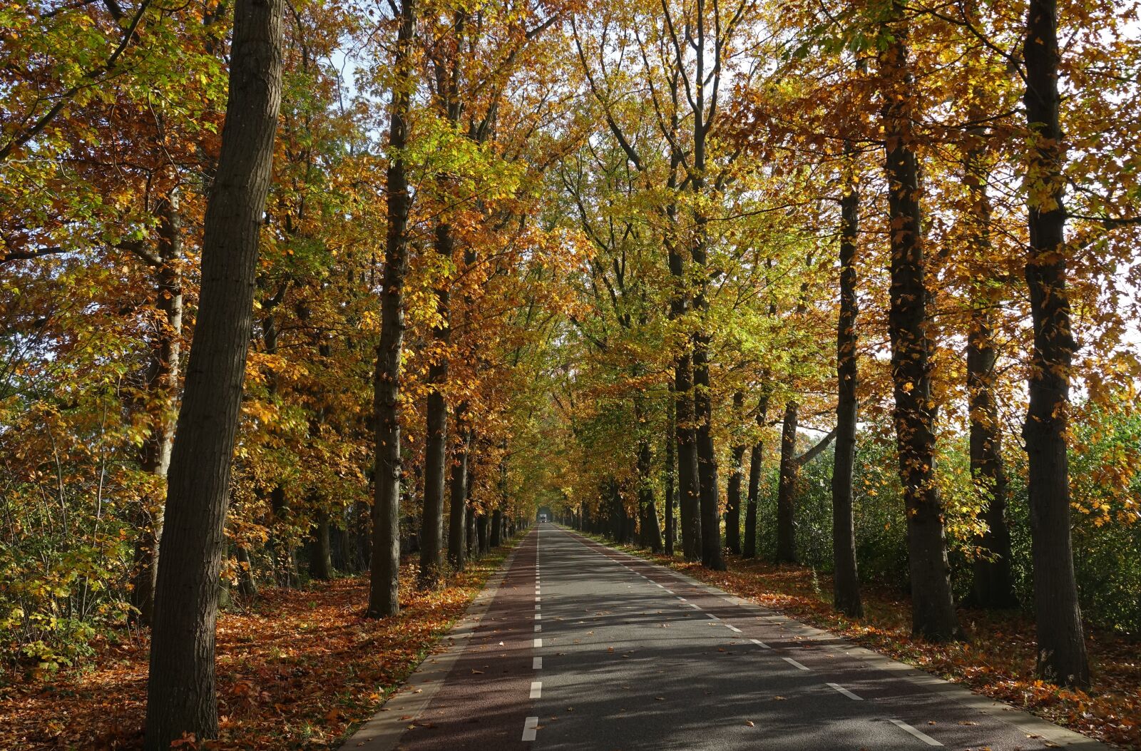 Sony Cyber-shot DSC-RX10 III sample photo. Tree-lined street, autumn, fall photography