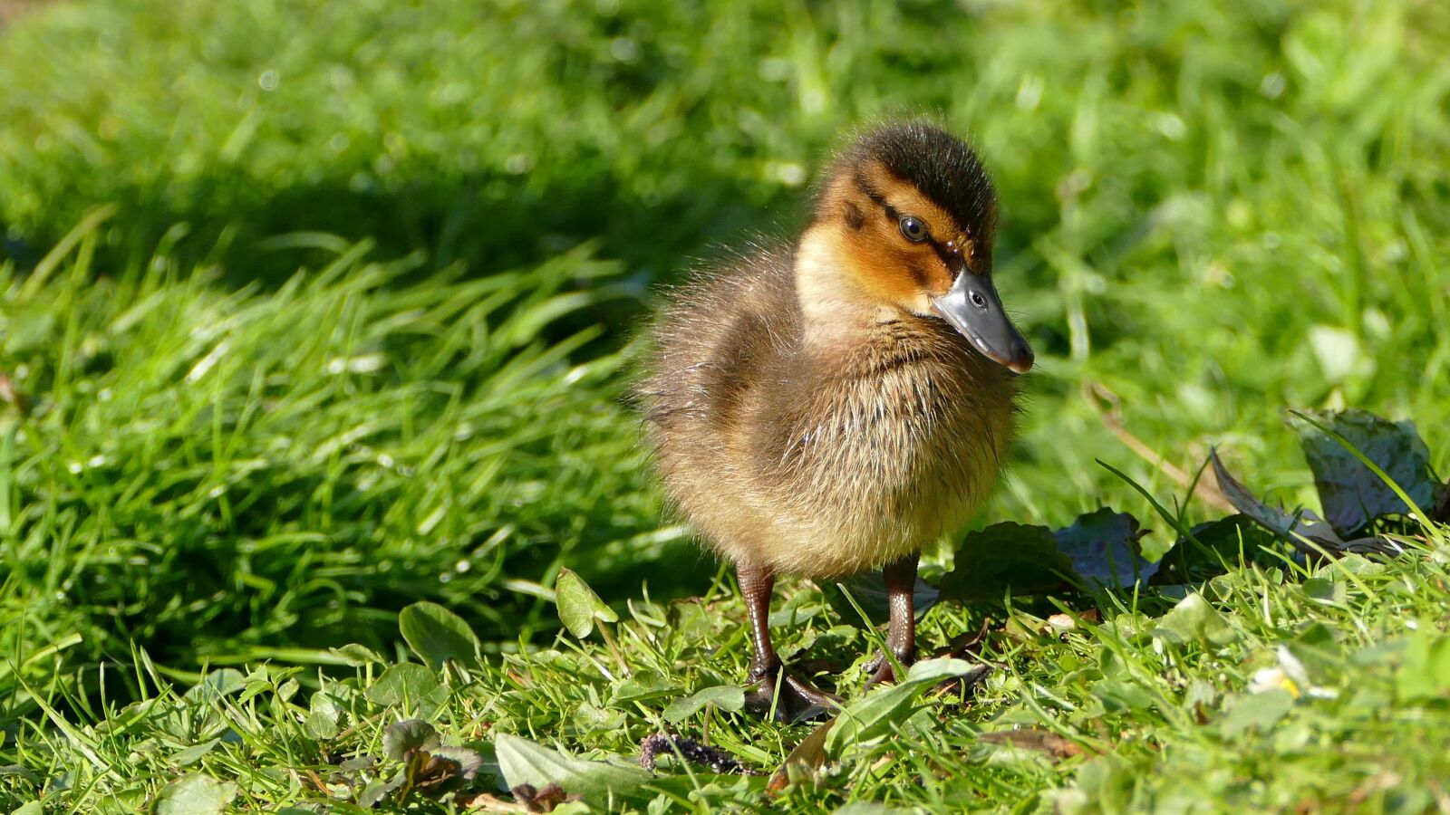 Panasonic Lumix DMC-FZ1000 sample photo. Chicks, ducklings, animal children photography
