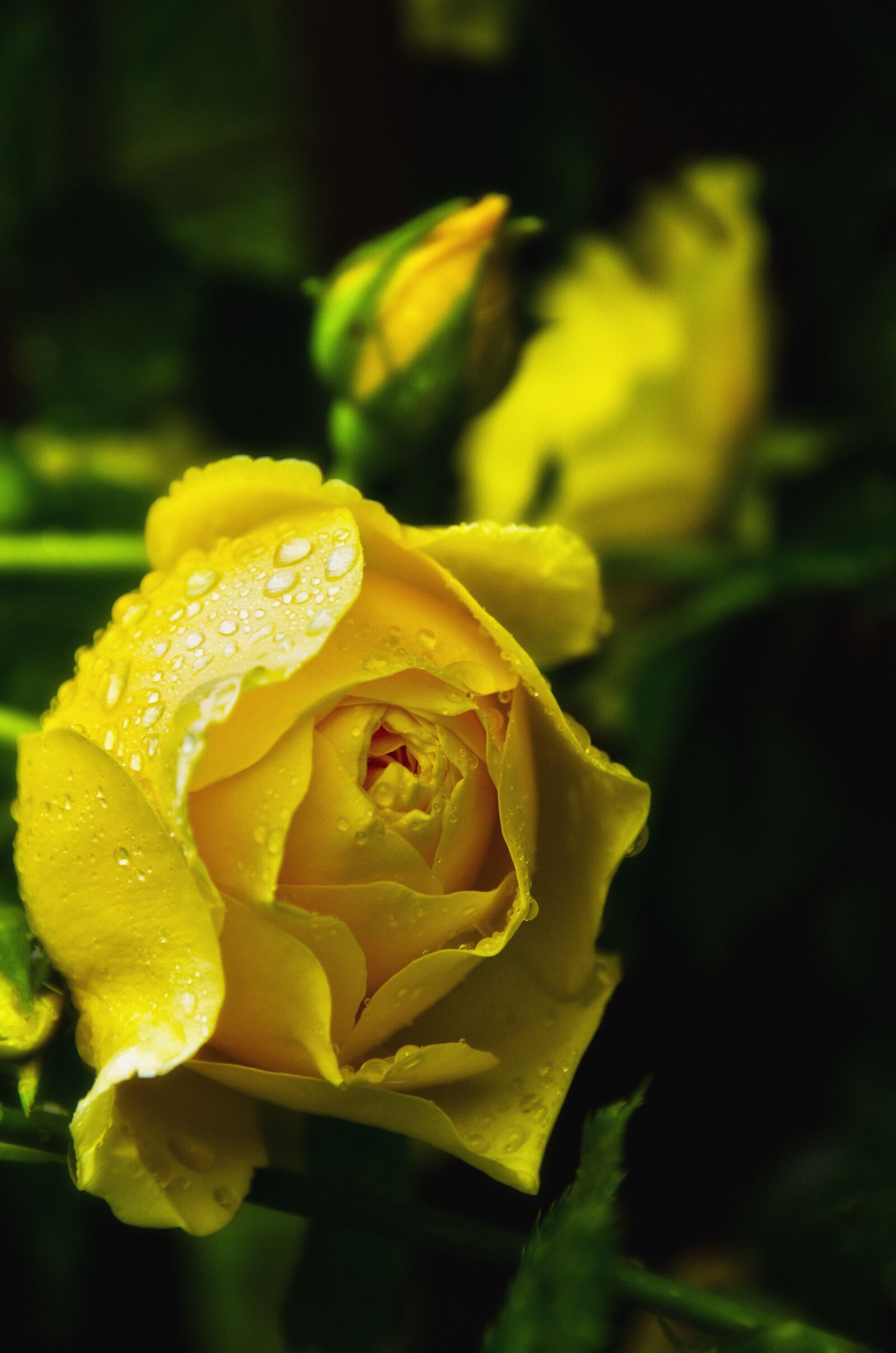 Nikon D7000 sample photo. Rose, nature, flower photography