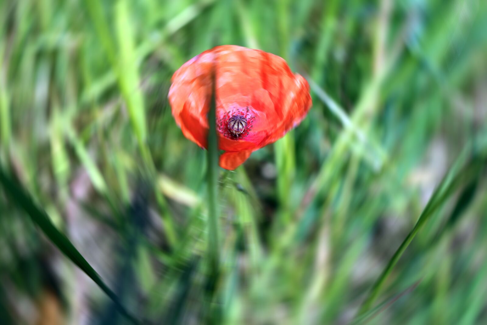 Canon EOS 70D sample photo. Red, poppy, abstract photography