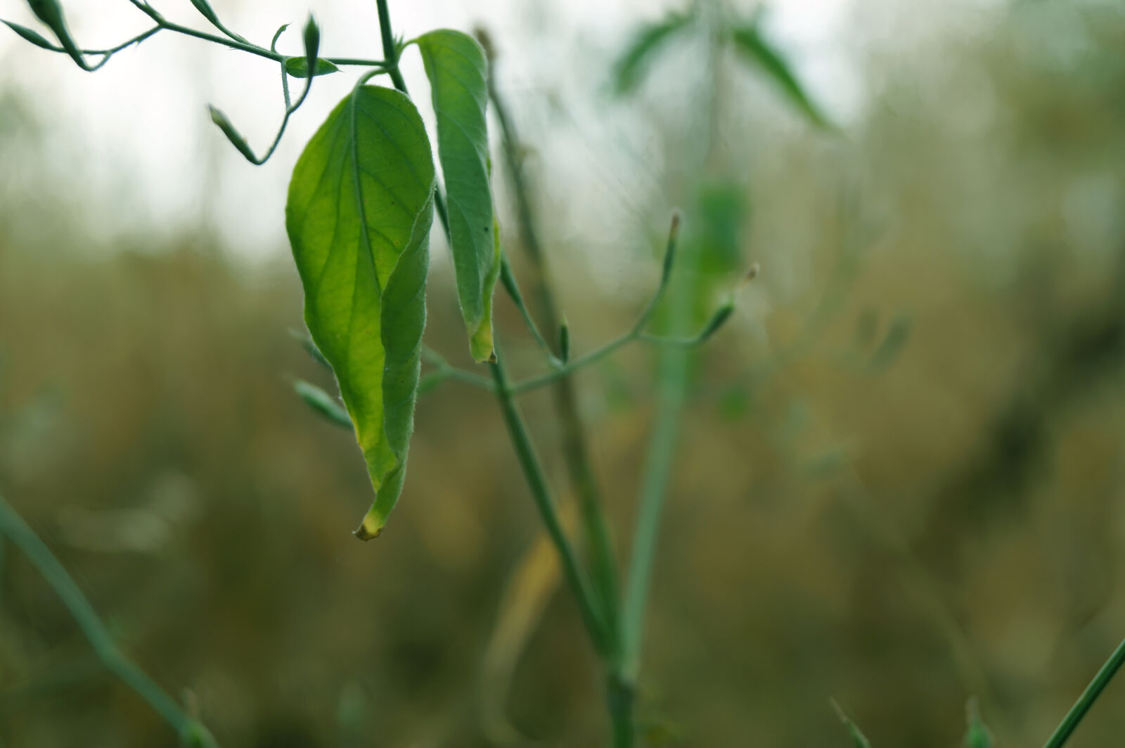 Sony DT 18-55mm F3.5-5.6 SAM II sample photo. Agricultural, blossom, green, leafs photography