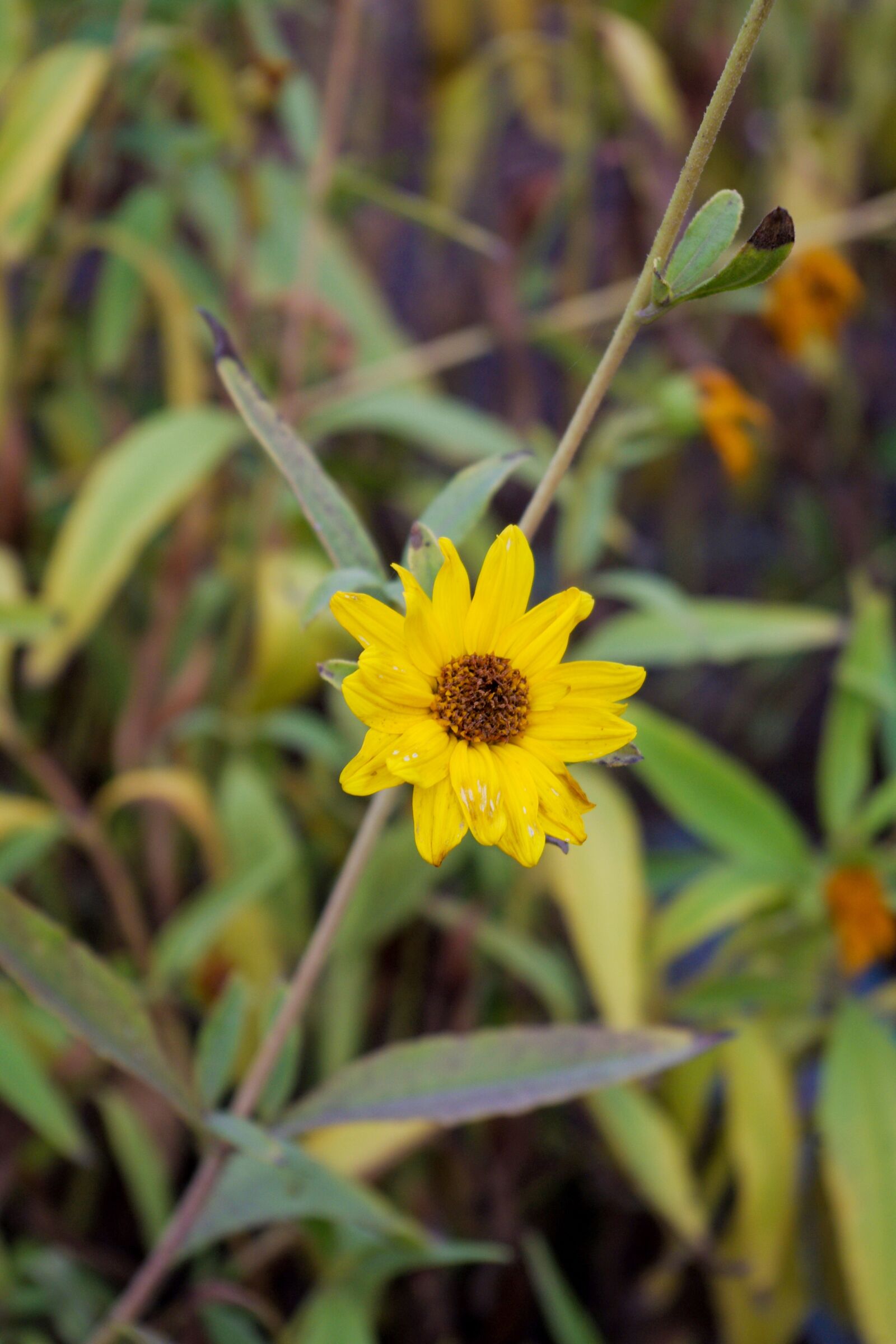 Pentax K-x sample photo. A yellow flower, flowers photography
