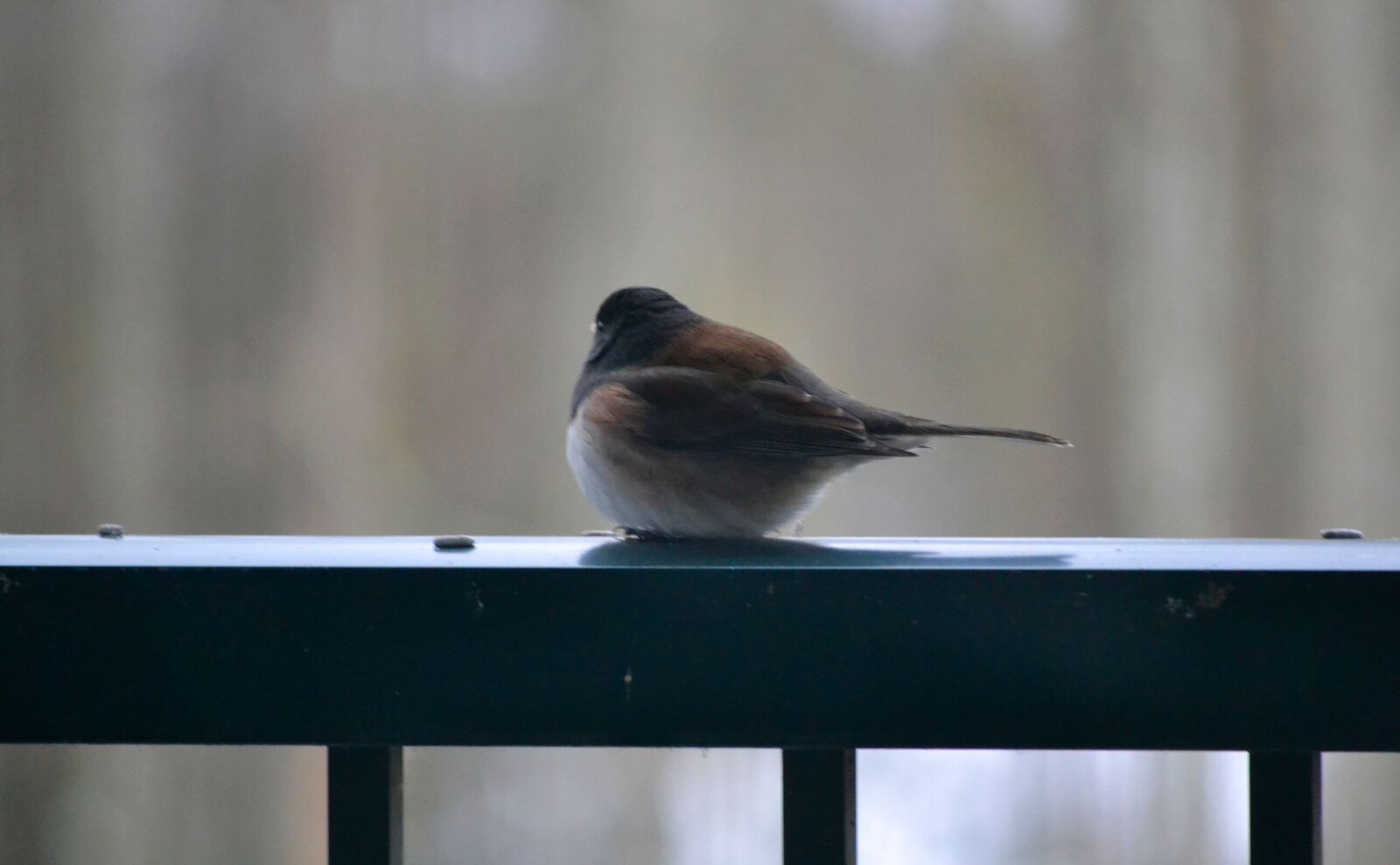 Nikon D3100 sample photo. Bird, feather, rail photography