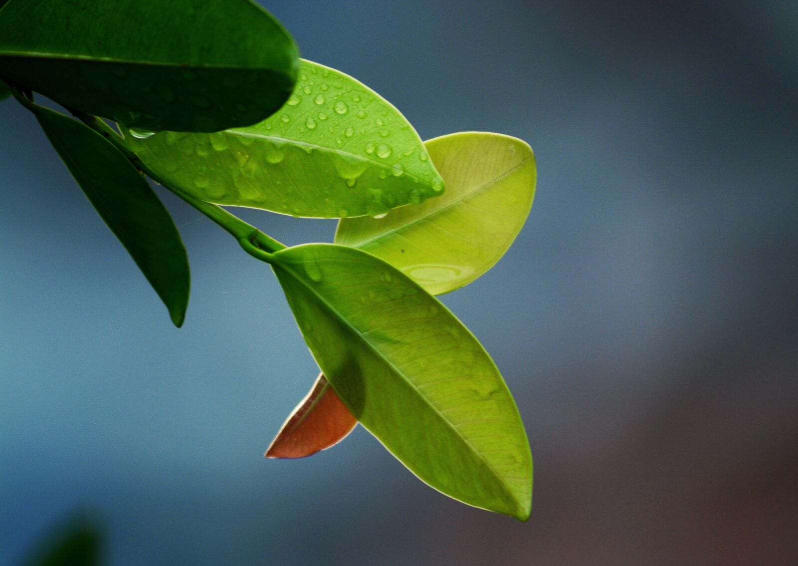 Nikon D5200 sample photo. Leaves, leaf, green photography