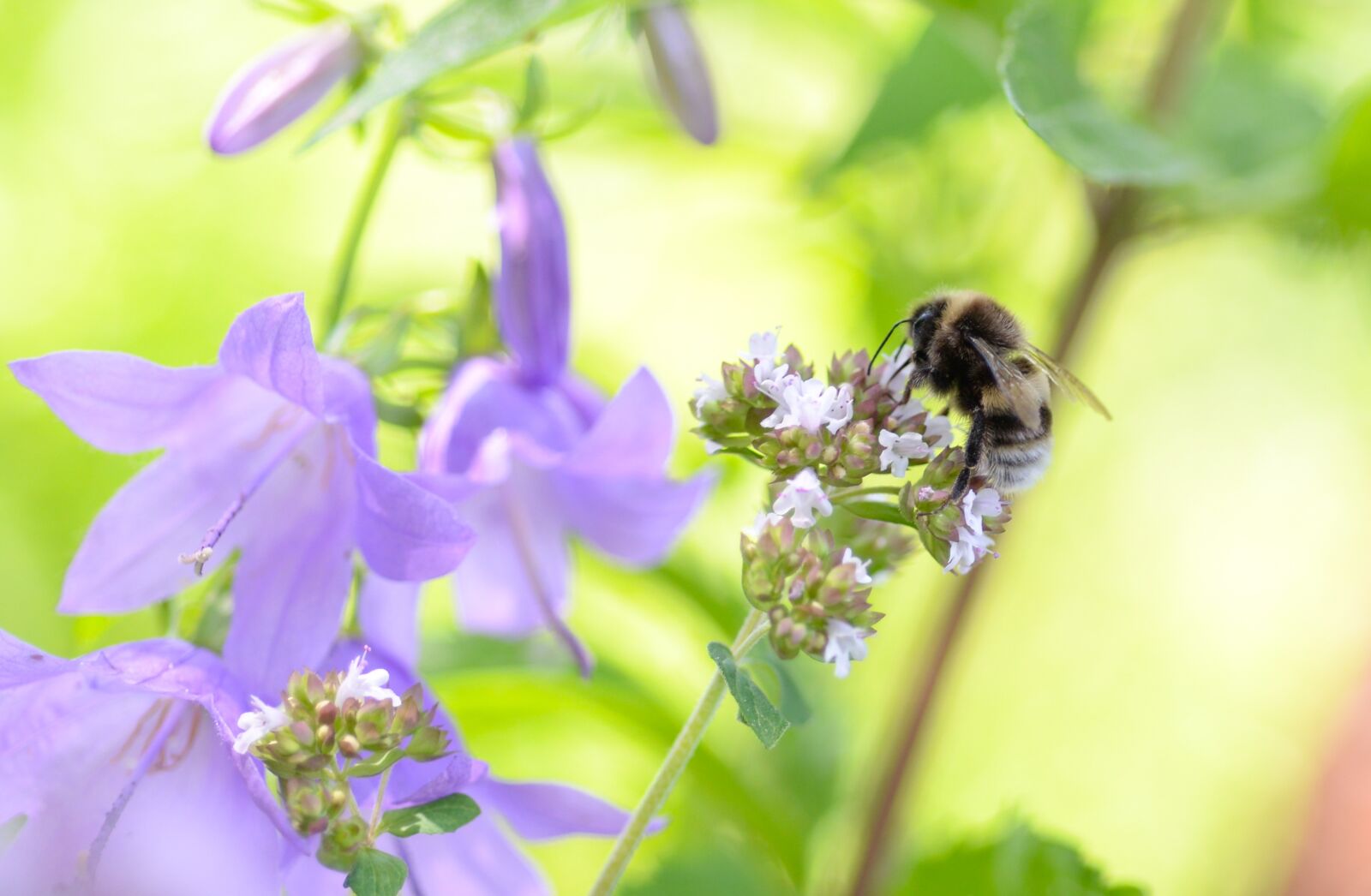 Nikon D610 sample photo. Bee, flower, macro photography