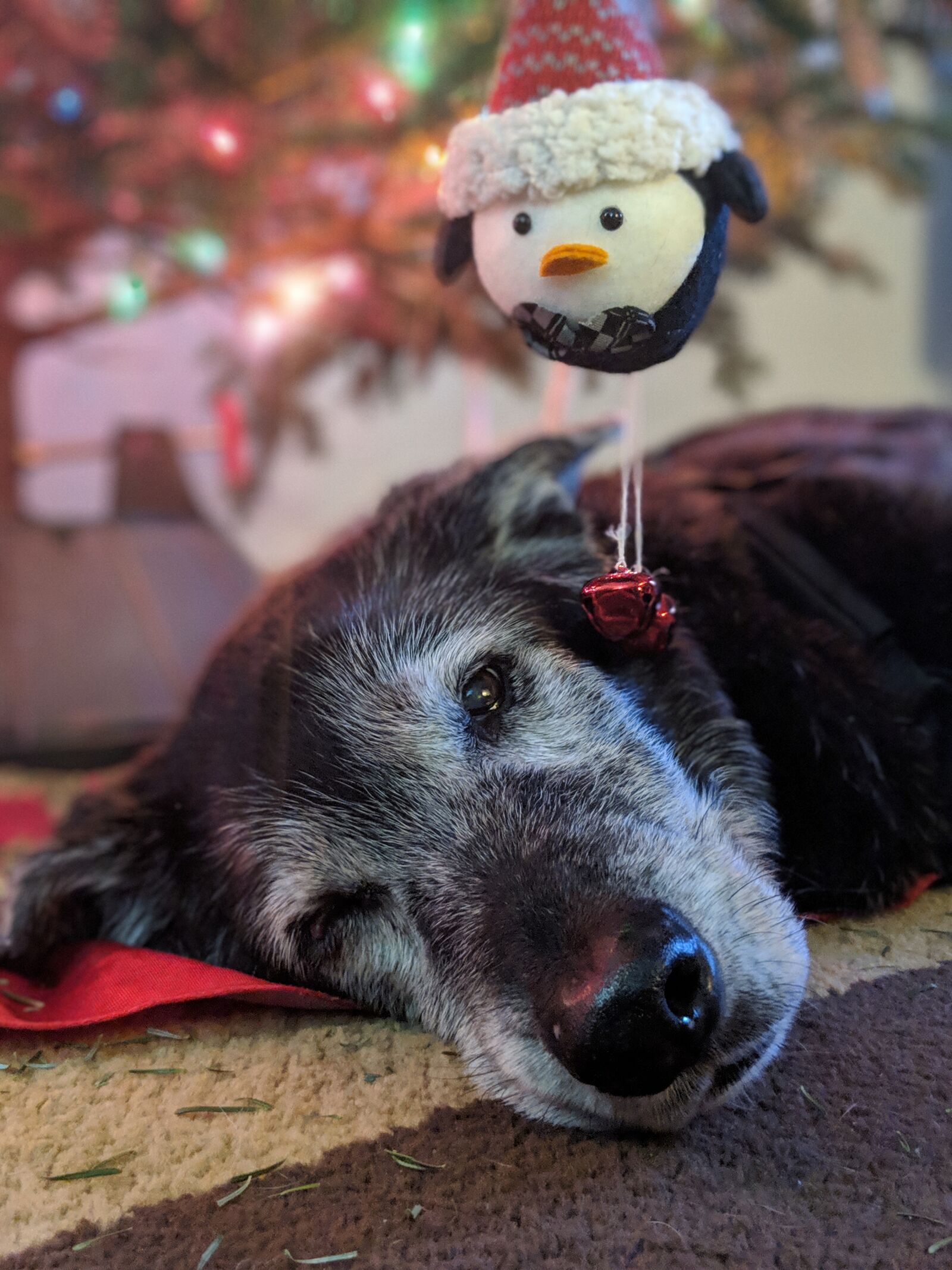Google Pixel 2 XL sample photo. Dog, black lab, labrador photography