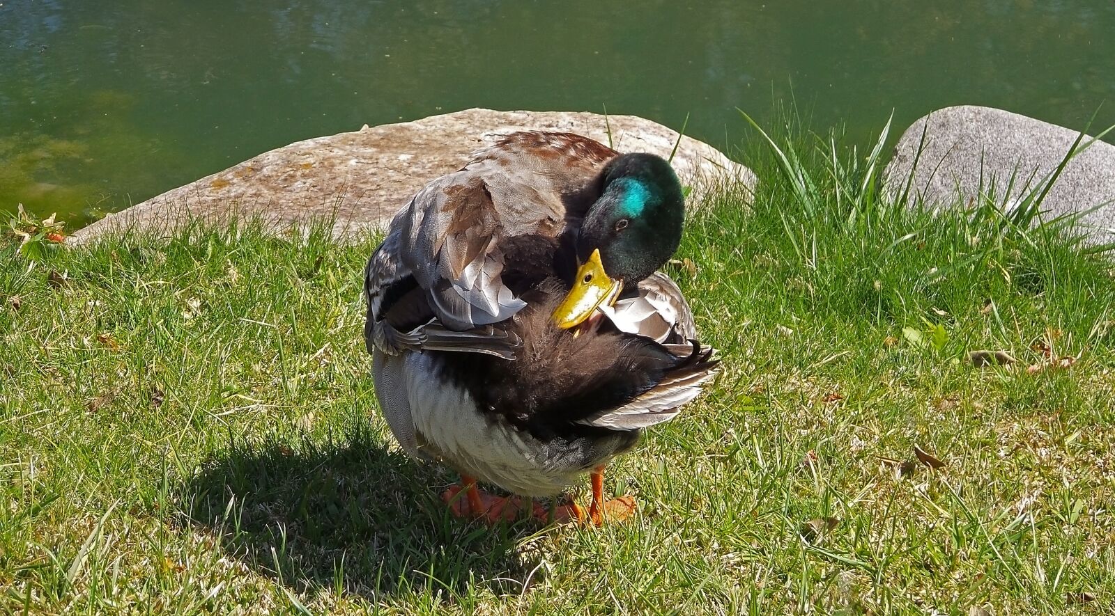 Samsung Galaxy S4 Zoom sample photo. Duck, nature, birds photography