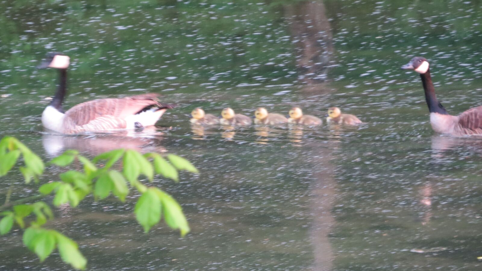 Canon PowerShot SX50 HS sample photo. Geese, wildlife, nature photography
