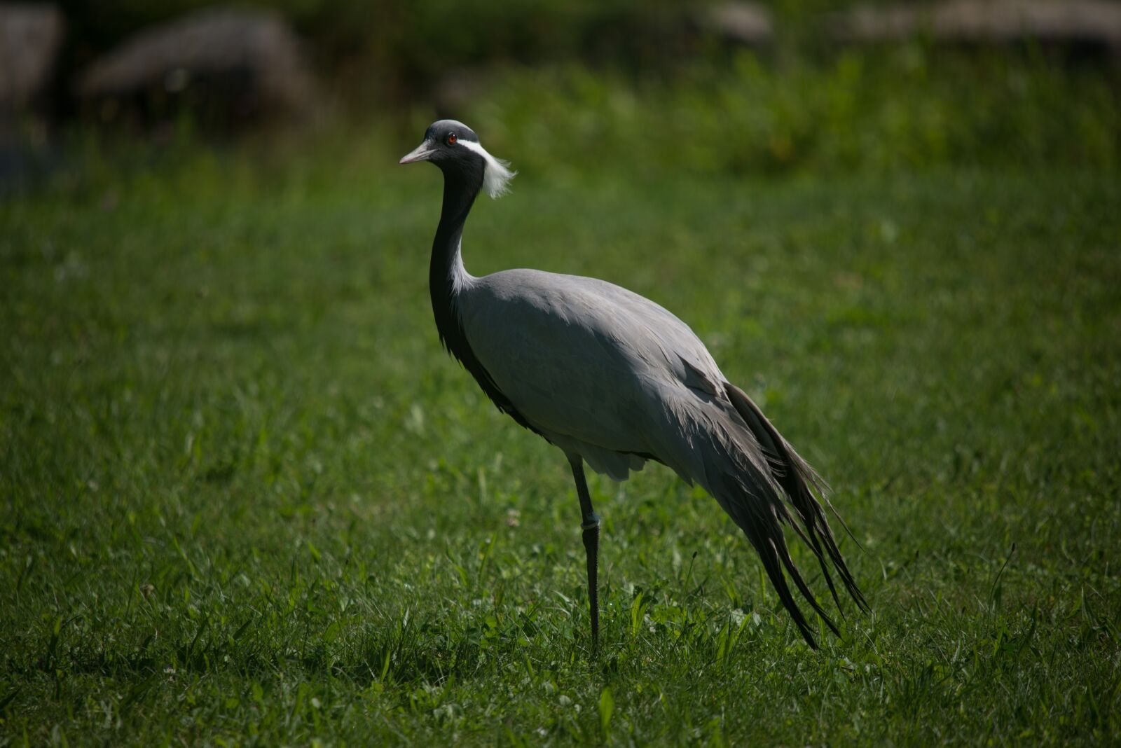 Nikon D610 sample photo. Heron, grass, bird photography