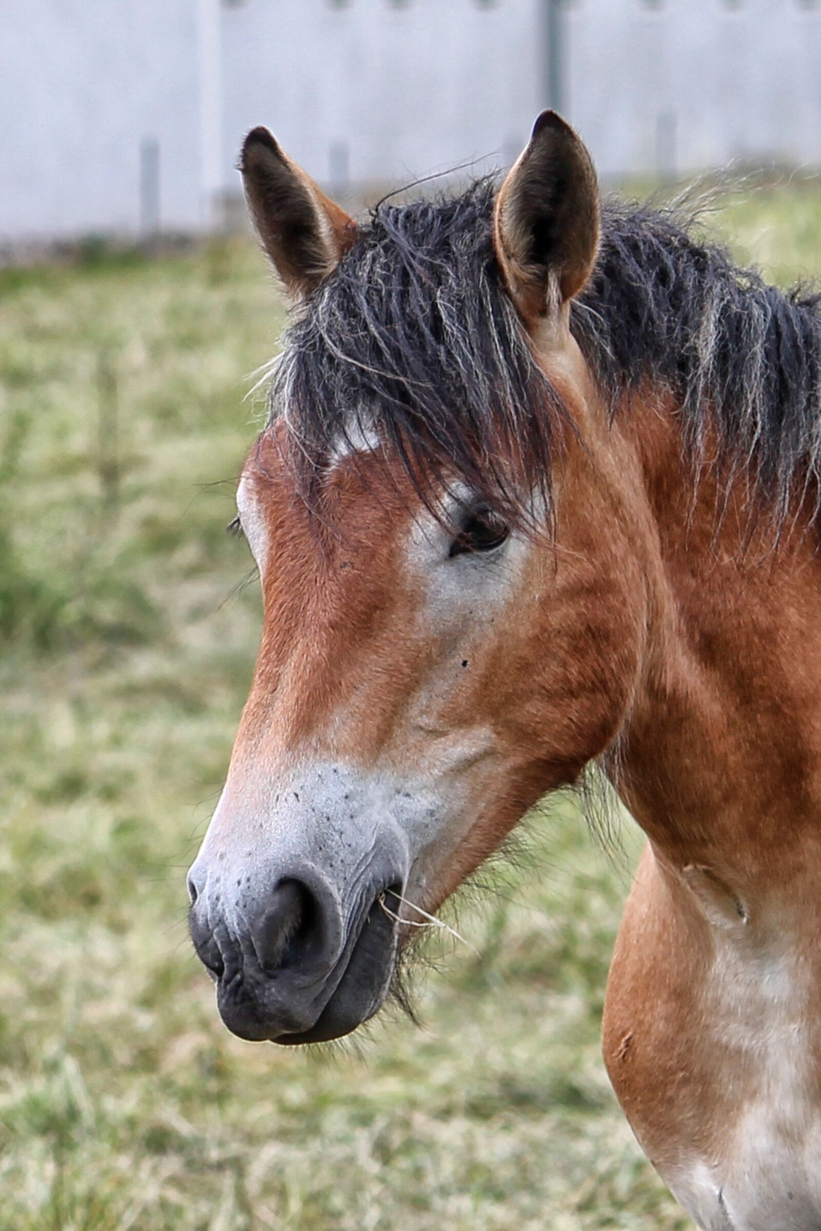 Canon EF-S 55-250mm F4-5.6 IS II sample photo. Horse head, horse, kaltblut photography