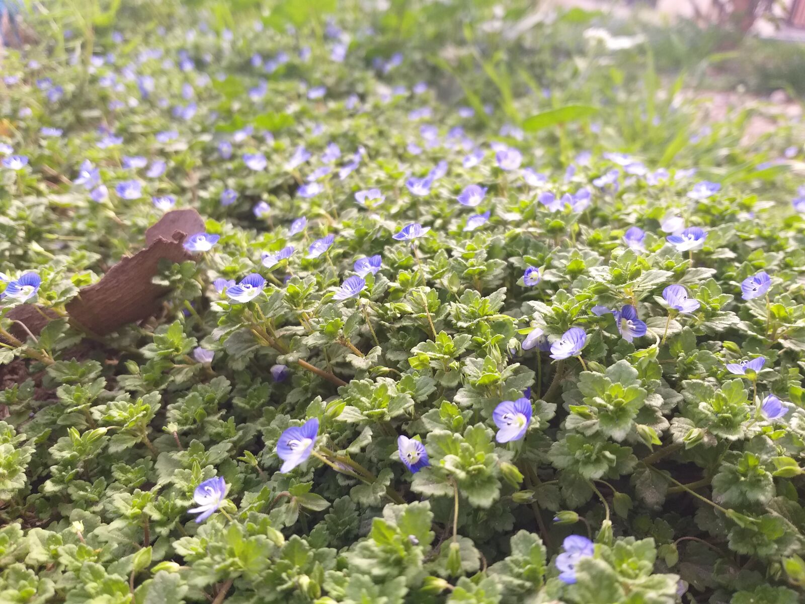 Samsung Galaxy A6+ sample photo. Purple, flowers, violet photography