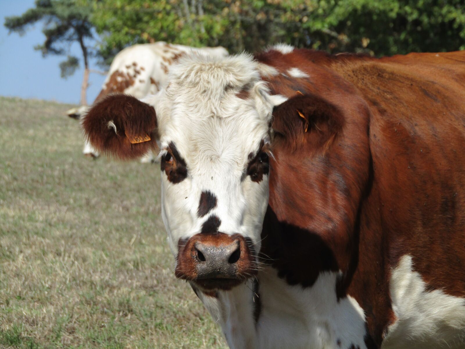 Canon PowerShot SX410 IS sample photo. Cow, field, fields photography