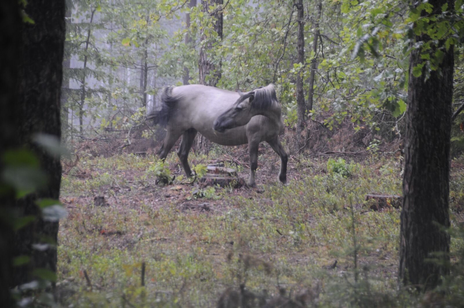 Nikon D300 sample photo. Polish horse, wild, free photography