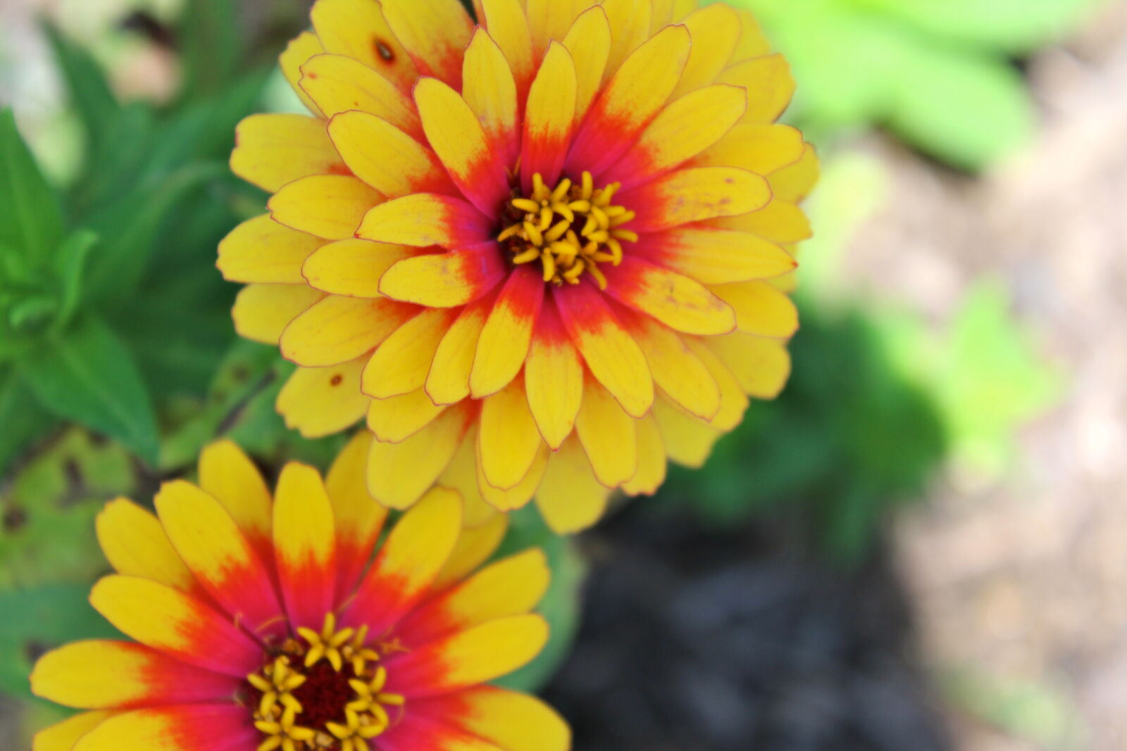 Canon EOS 1200D (EOS Rebel T5 / EOS Kiss X70 / EOS Hi) sample photo. Flower, flower, garden, garden photography