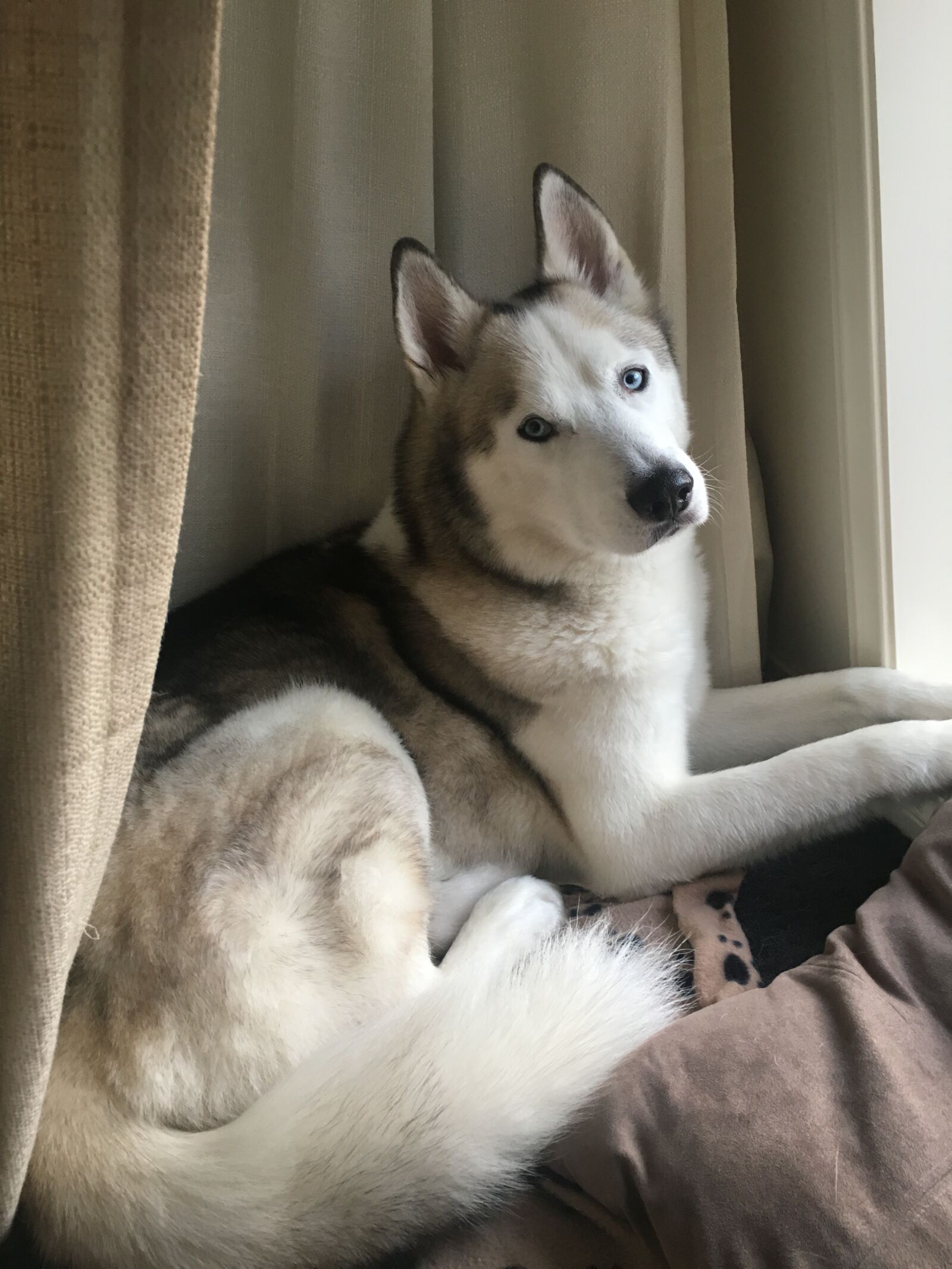 Apple iPhone 6s sample photo. Dog, husky, wolf photography
