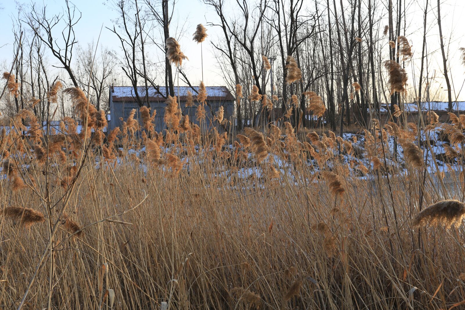 Canon EOS 6D + Canon EF 17-40mm F4L USM sample photo. Forest, weeds, snow photography