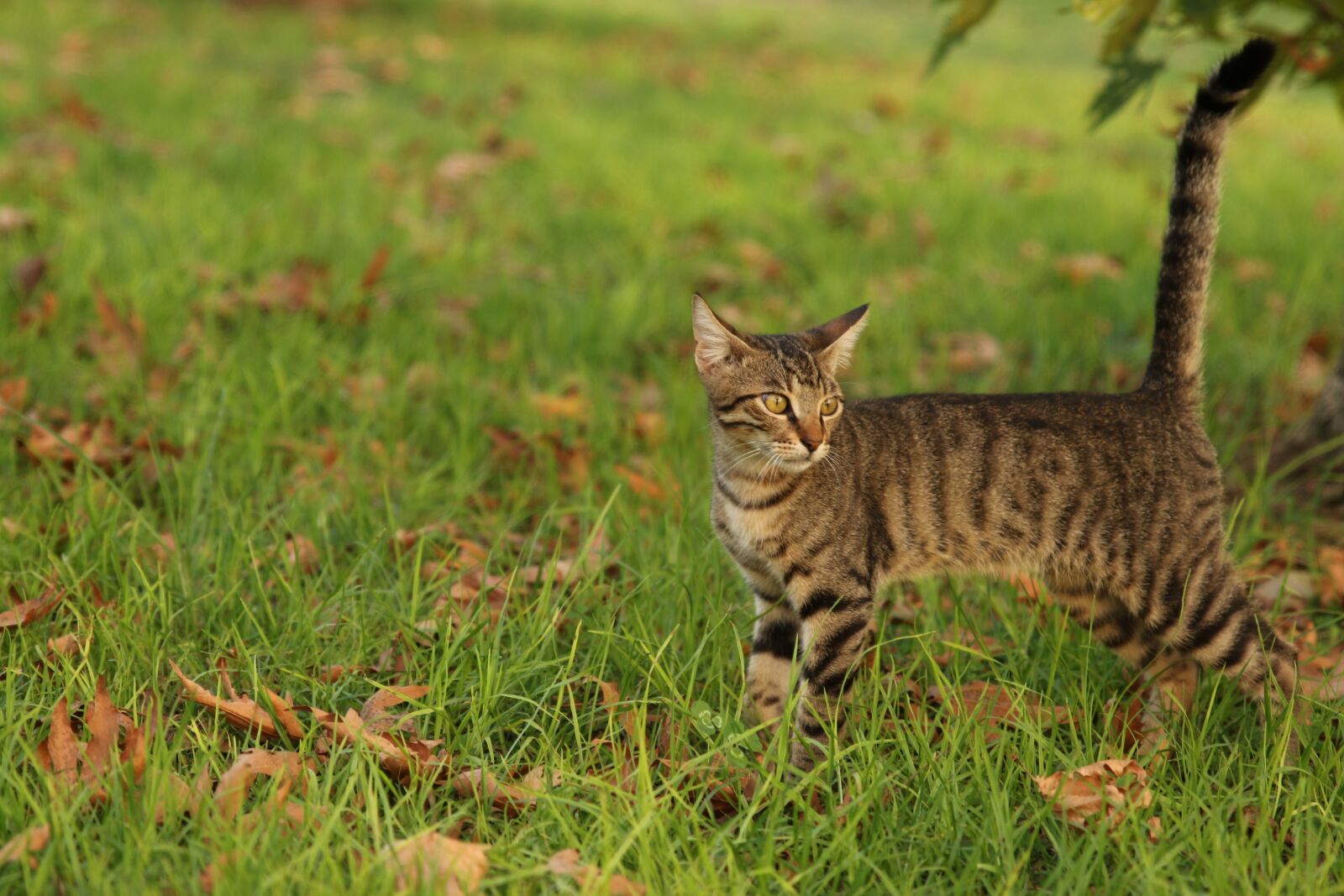 Canon EOS 7D Mark II sample photo. Cat, park, grass photography