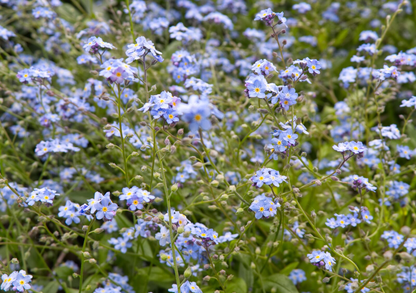 Canon EF-S 18-135mm F3.5-5.6 IS USM sample photo. Forget me not, flower photography