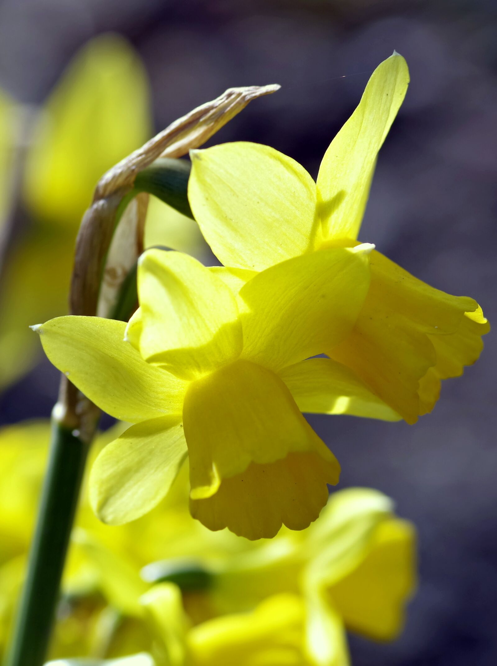 Pentax K-S2 sample photo. Daffodils, flower, spring photography