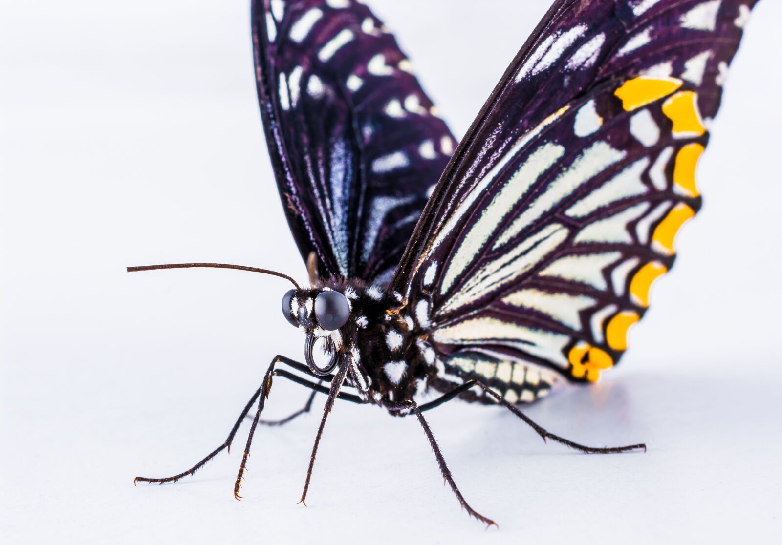 Nikon D5200 sample photo. Butterfly, insect photography