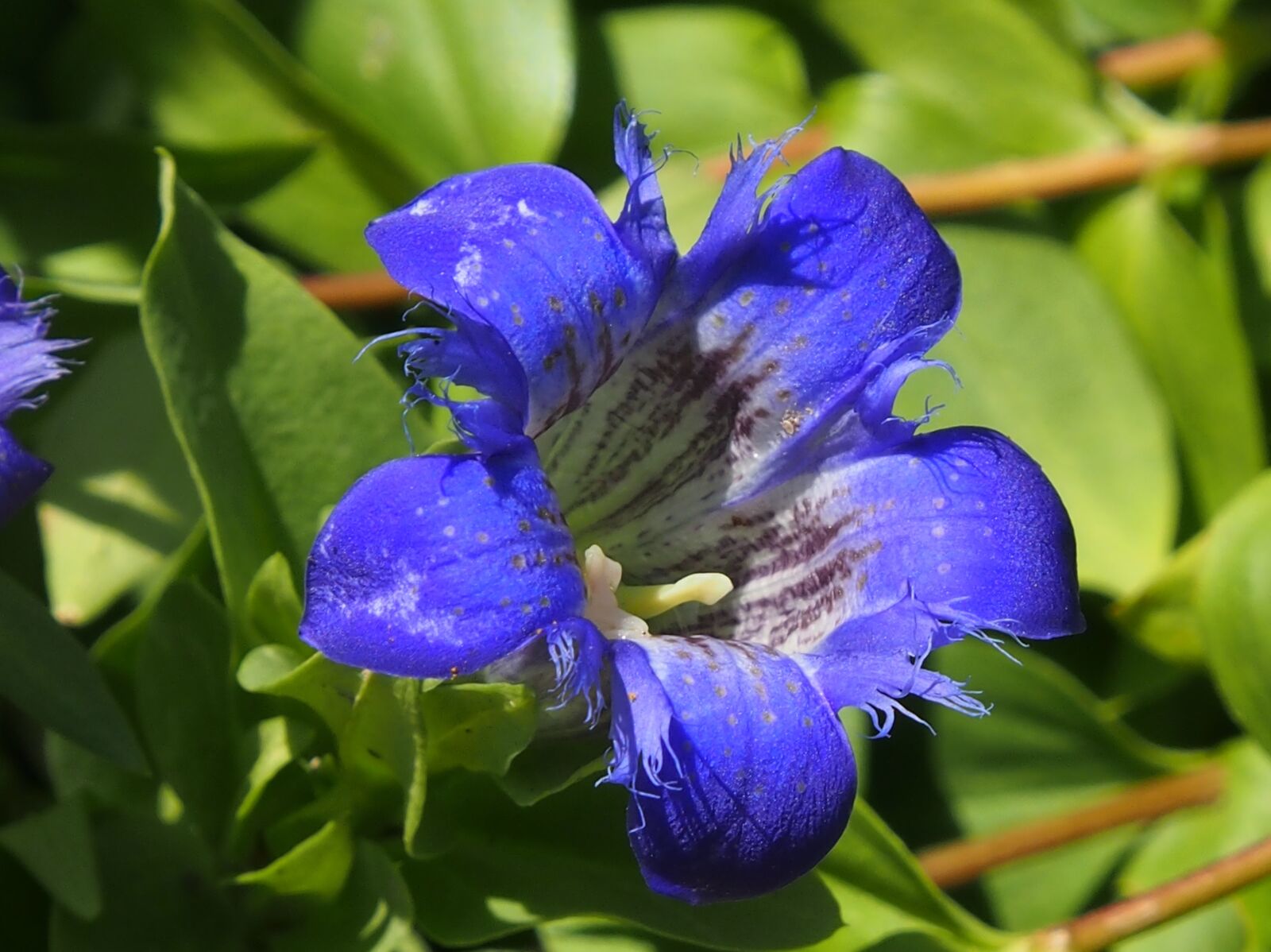 OLYMPUS M.12-50mm F3.5-6.3 sample photo. Gentian, blue, garden photography