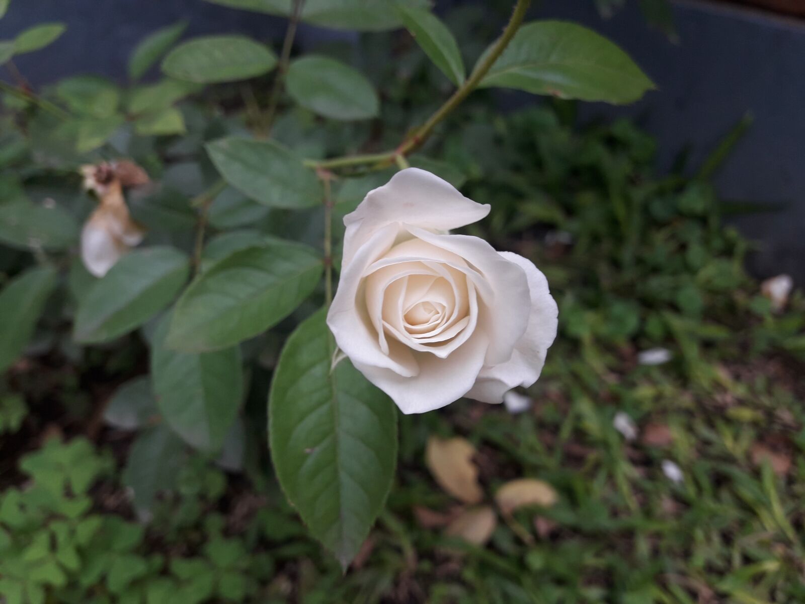 Samsung Galaxy J7 Neo sample photo. Flower, plant, leaf photography