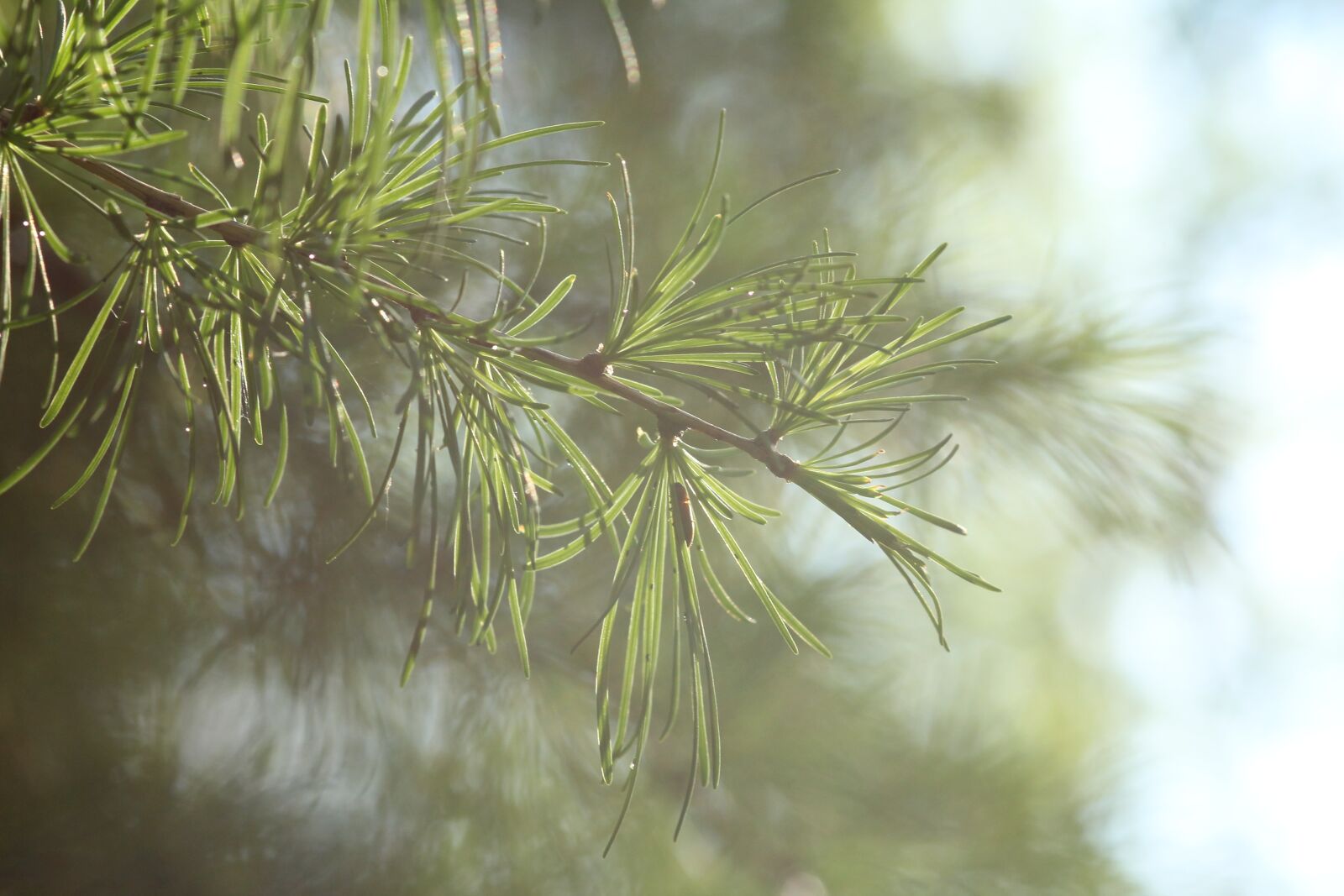 Canon EOS 550D (EOS Rebel T2i / EOS Kiss X4) sample photo. Nature, tree, spring photography