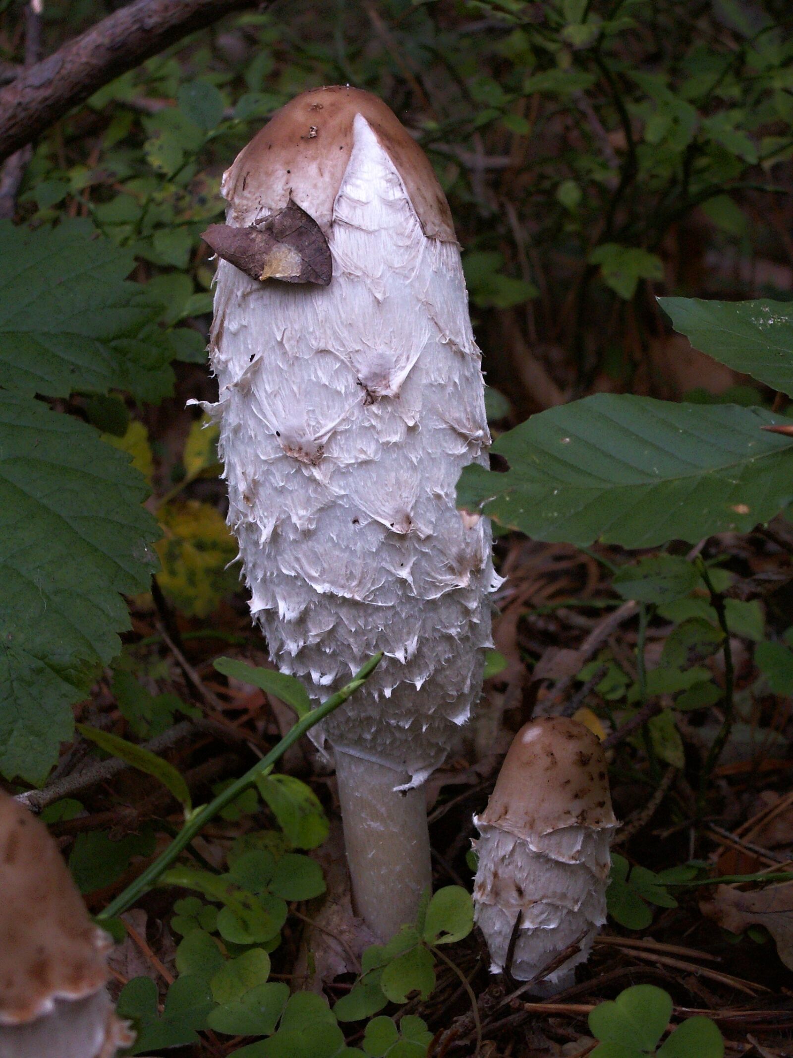 KONICA MINOLTA DiMAGE Z3 sample photo. Fungus, baking, nature photography