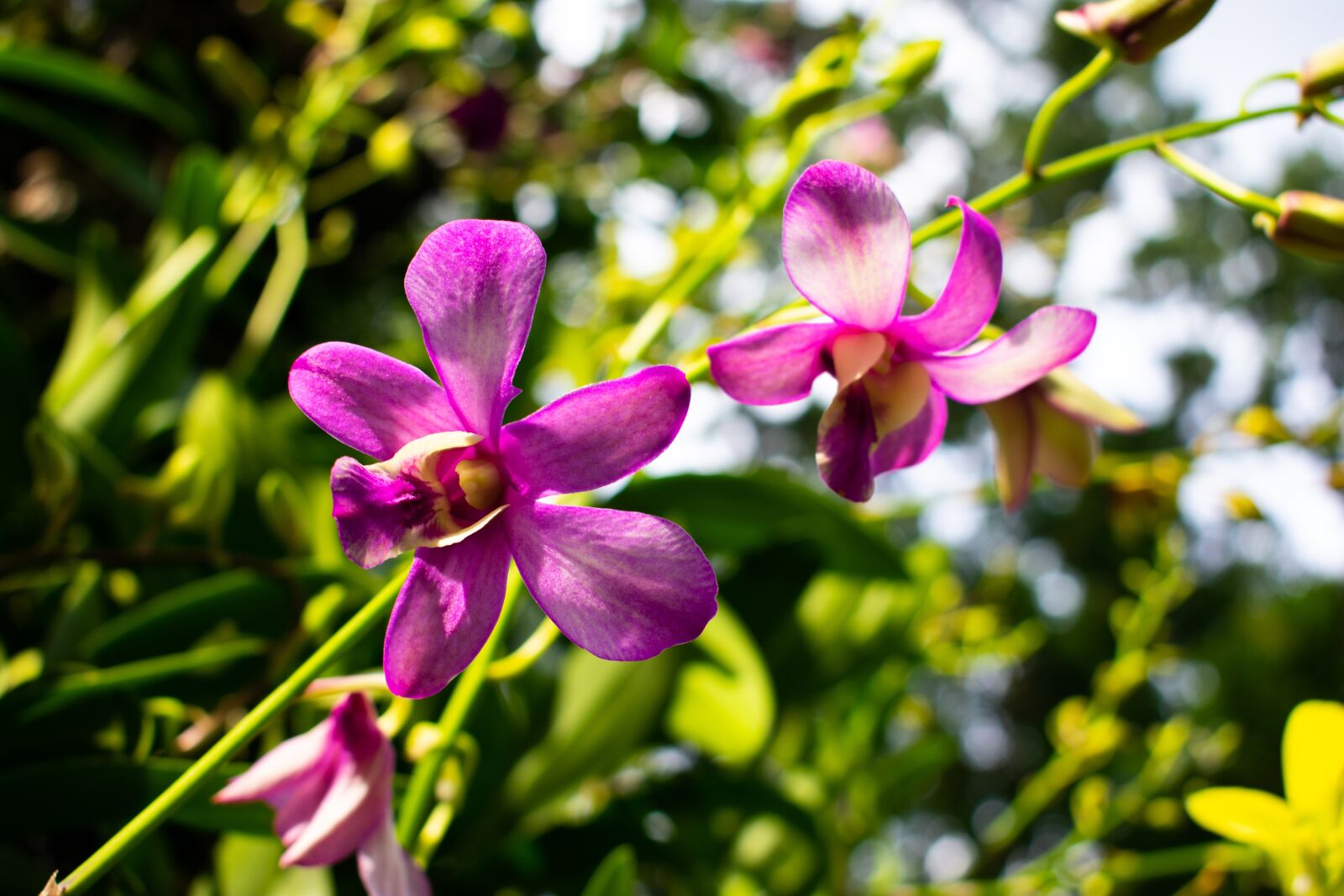 Nikon D3400 sample photo. Flowers, nature, green photography
