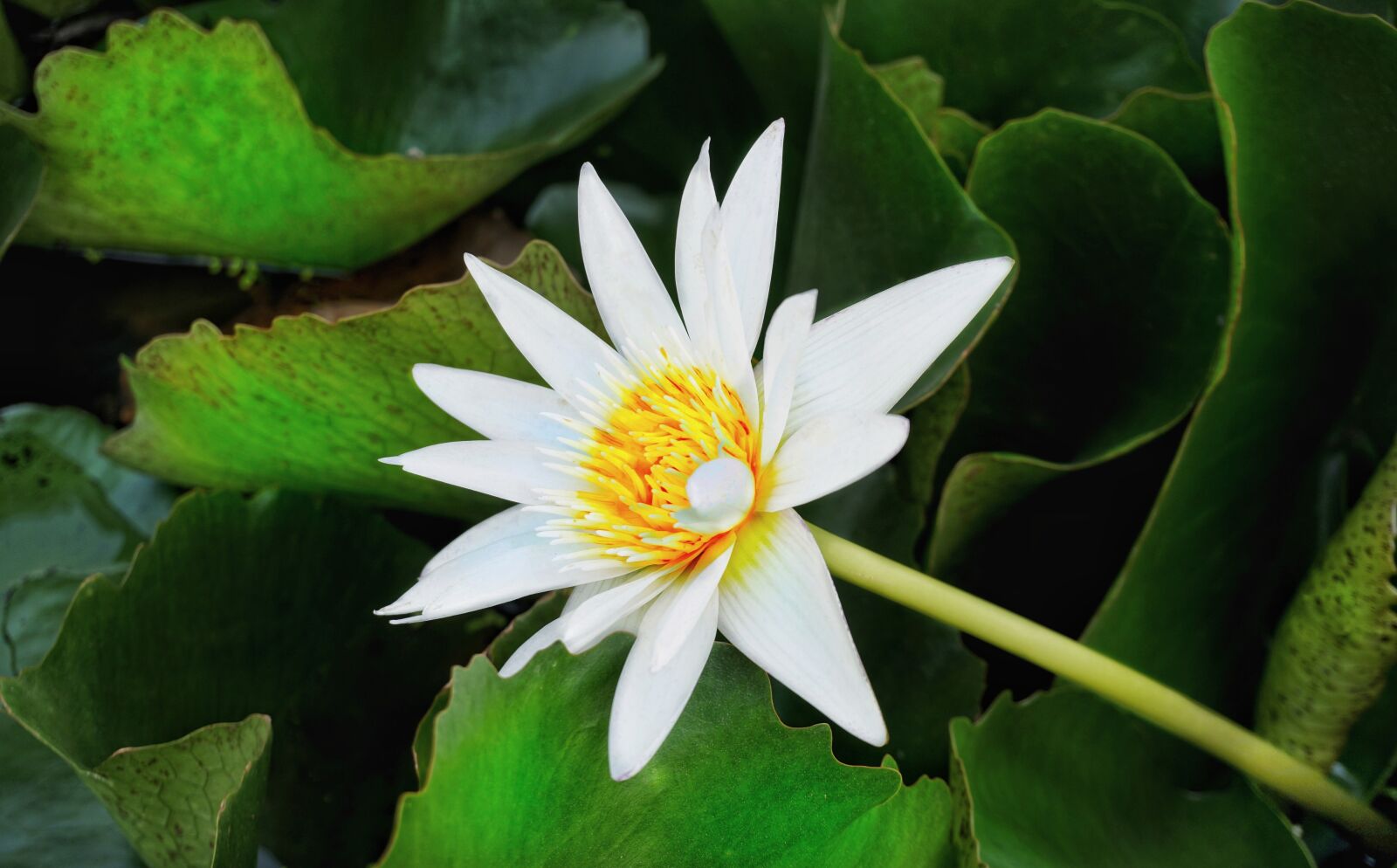 Sony a6300 sample photo. Waterlily, lily, white photography