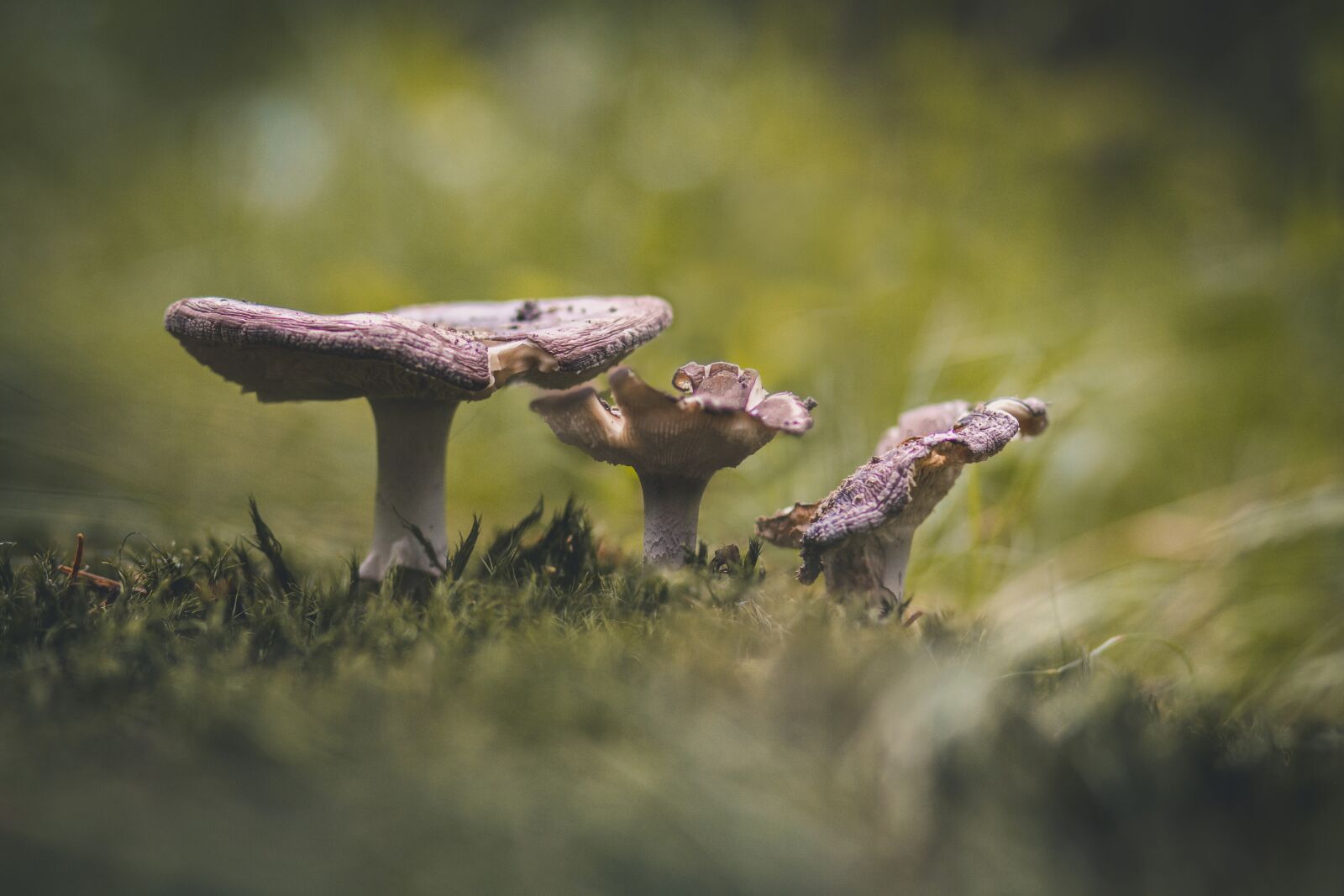 Canon EOS 60D + Canon EF 85mm F1.8 USM sample photo. Mushrooms, forest, nature photography