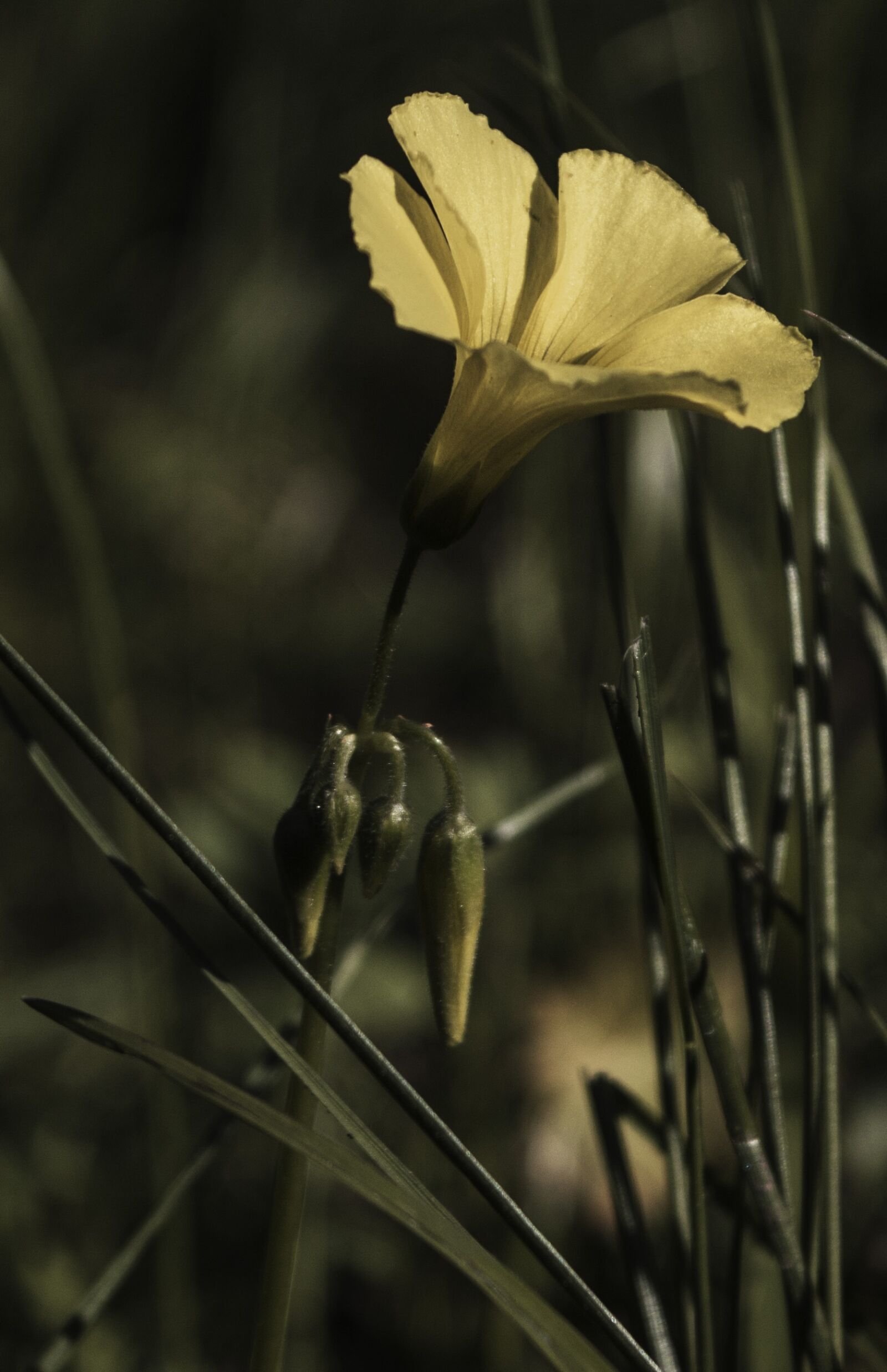 Nikon D3200 sample photo. Flower, sourgrass, blossom photography