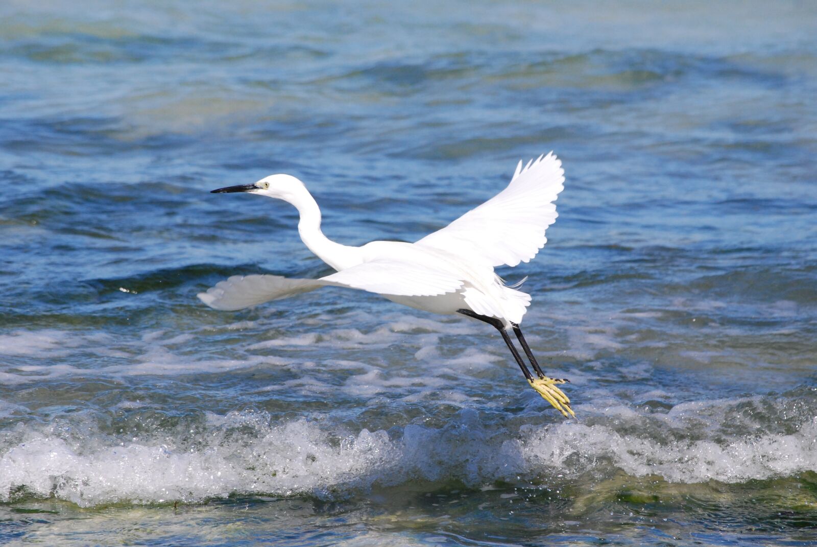 Nikon D40X sample photo. Bird, sea, ornithology photography