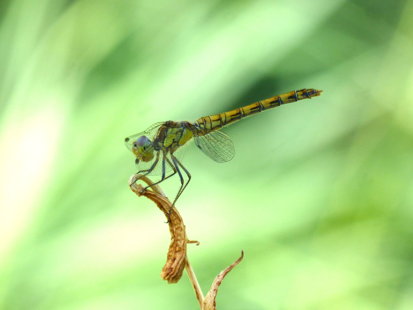 Panasonic DMC-FZ62 sample photo. Yellow dragonfly, branch, orthetrum photography