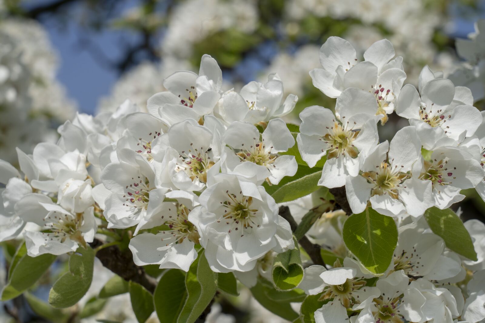 Sony FE 24-105mm F4 G OSS sample photo. Spring, flower, flowers photography