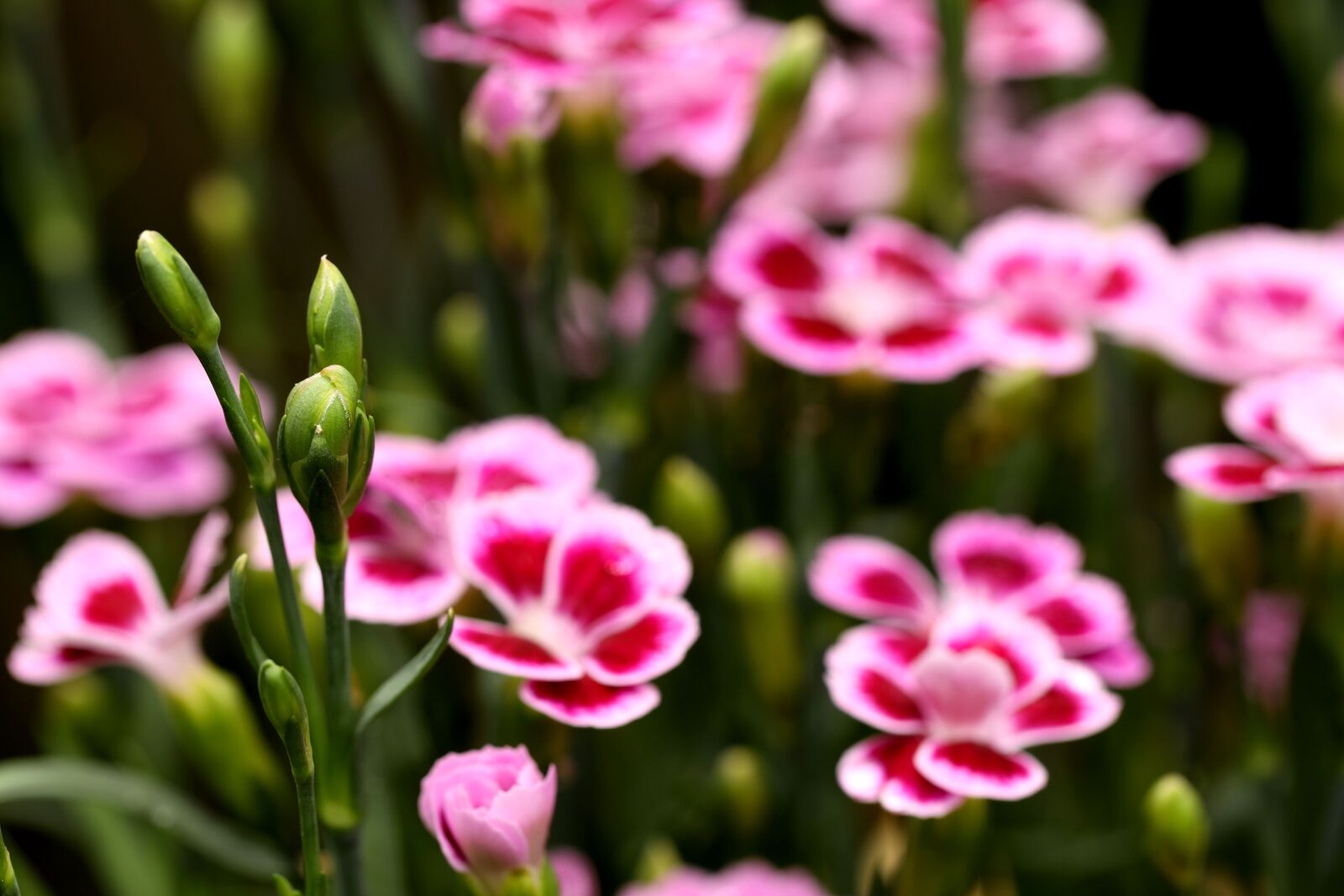 Canon EOS R sample photo. Bud, carnation, flower photography