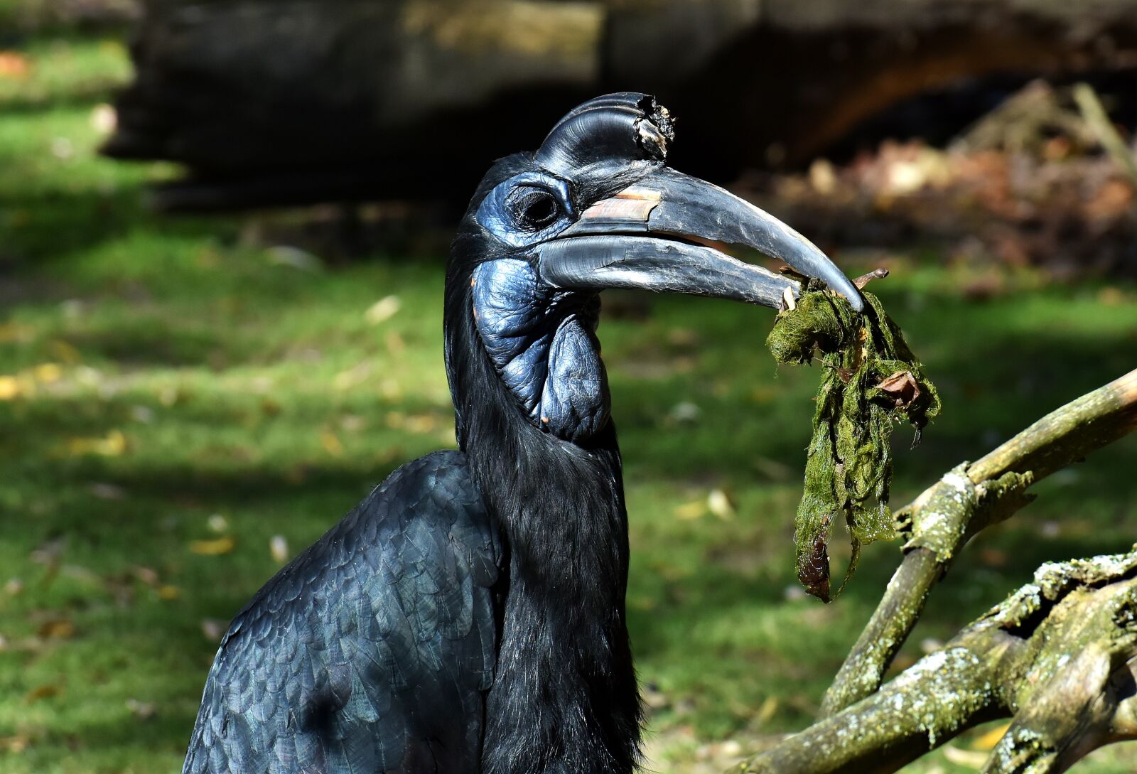 Nikon D7200 sample photo. Ground-hornbill, bird, feather photography