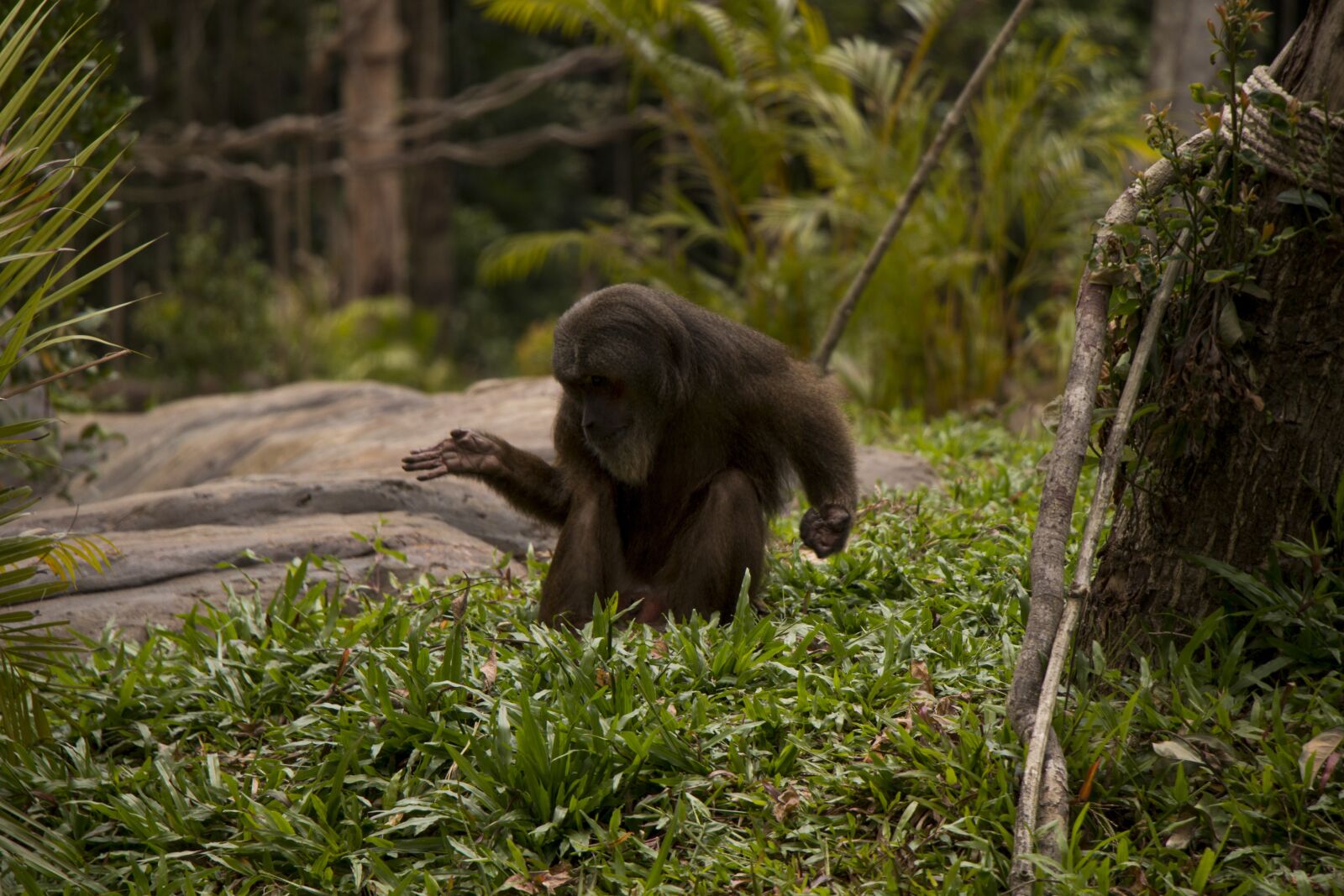 Canon EOS 70D sample photo. Monkey, nature, green photography